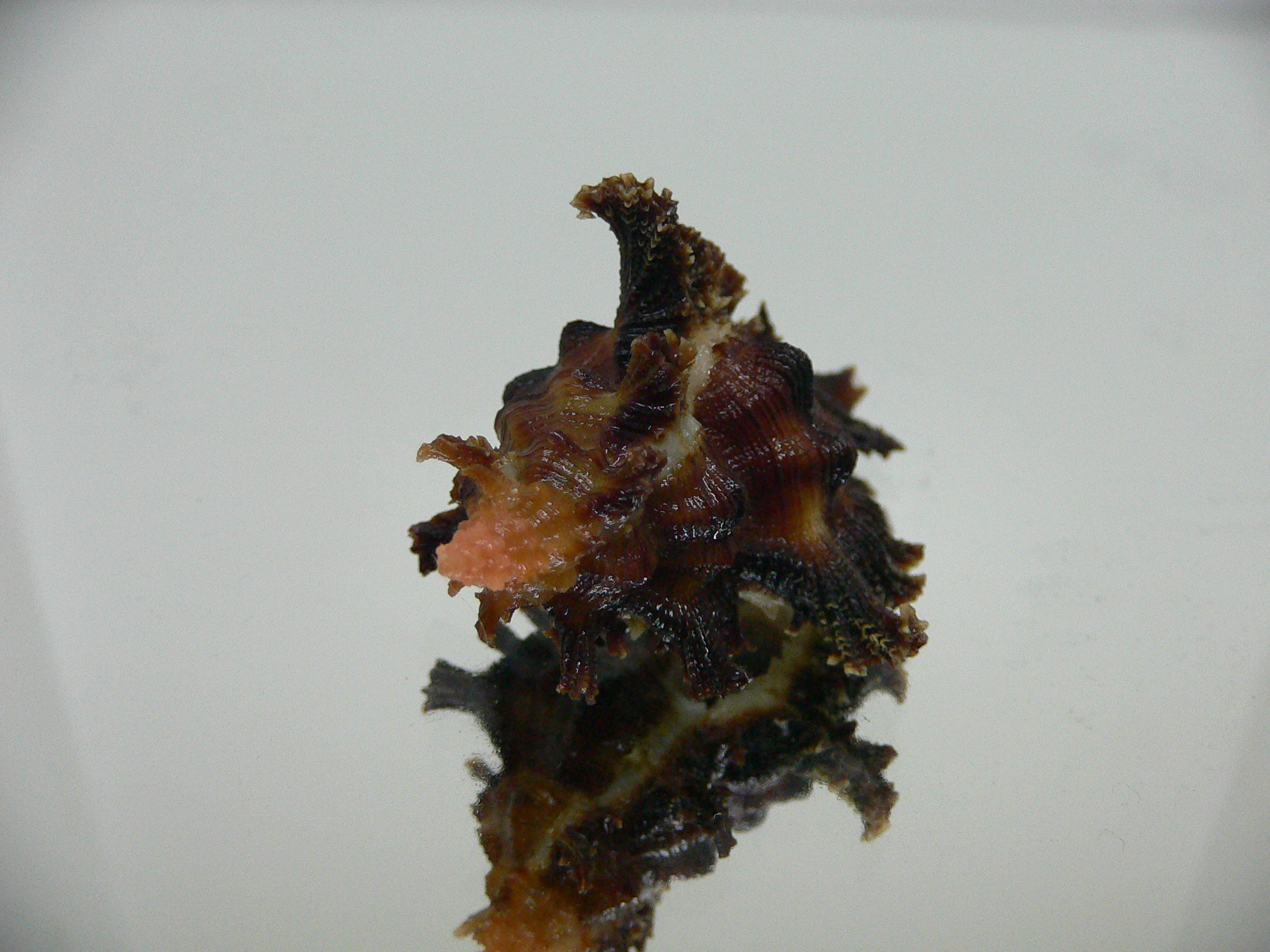 Chicoreus banksii INDIAN FORM