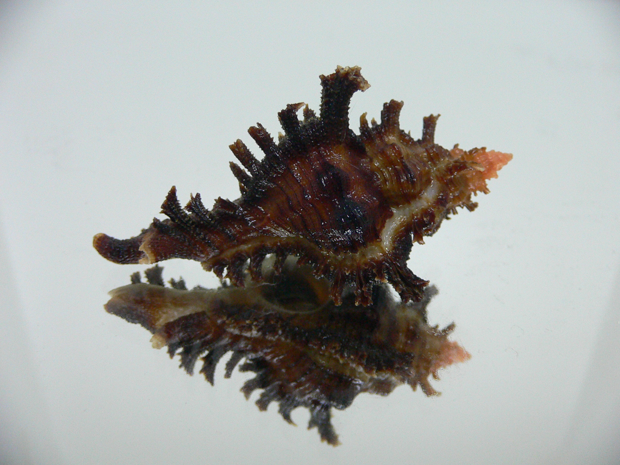 Chicoreus banksii INDIAN FORM
