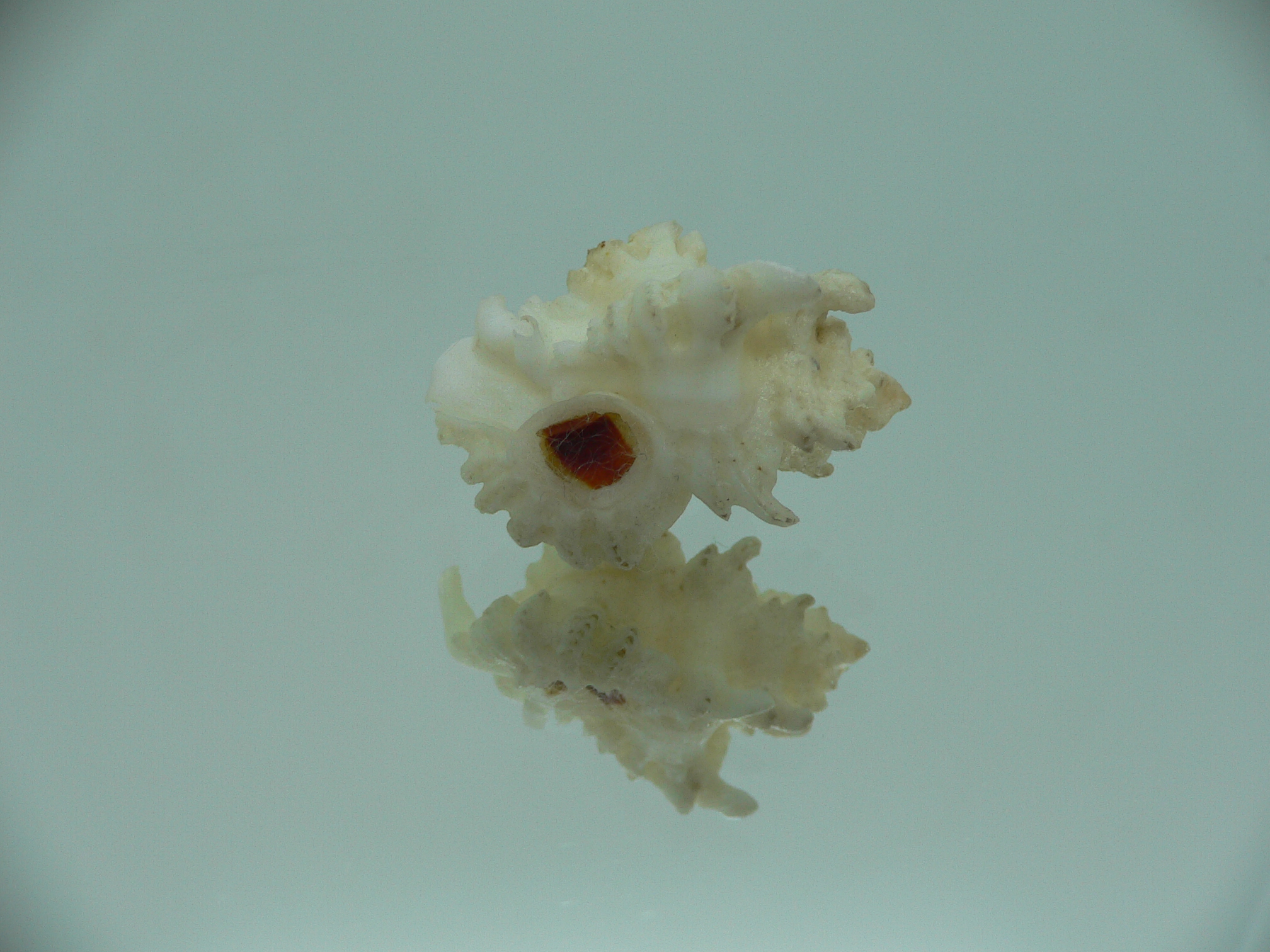 Favartia brevicula RARE & BIG
