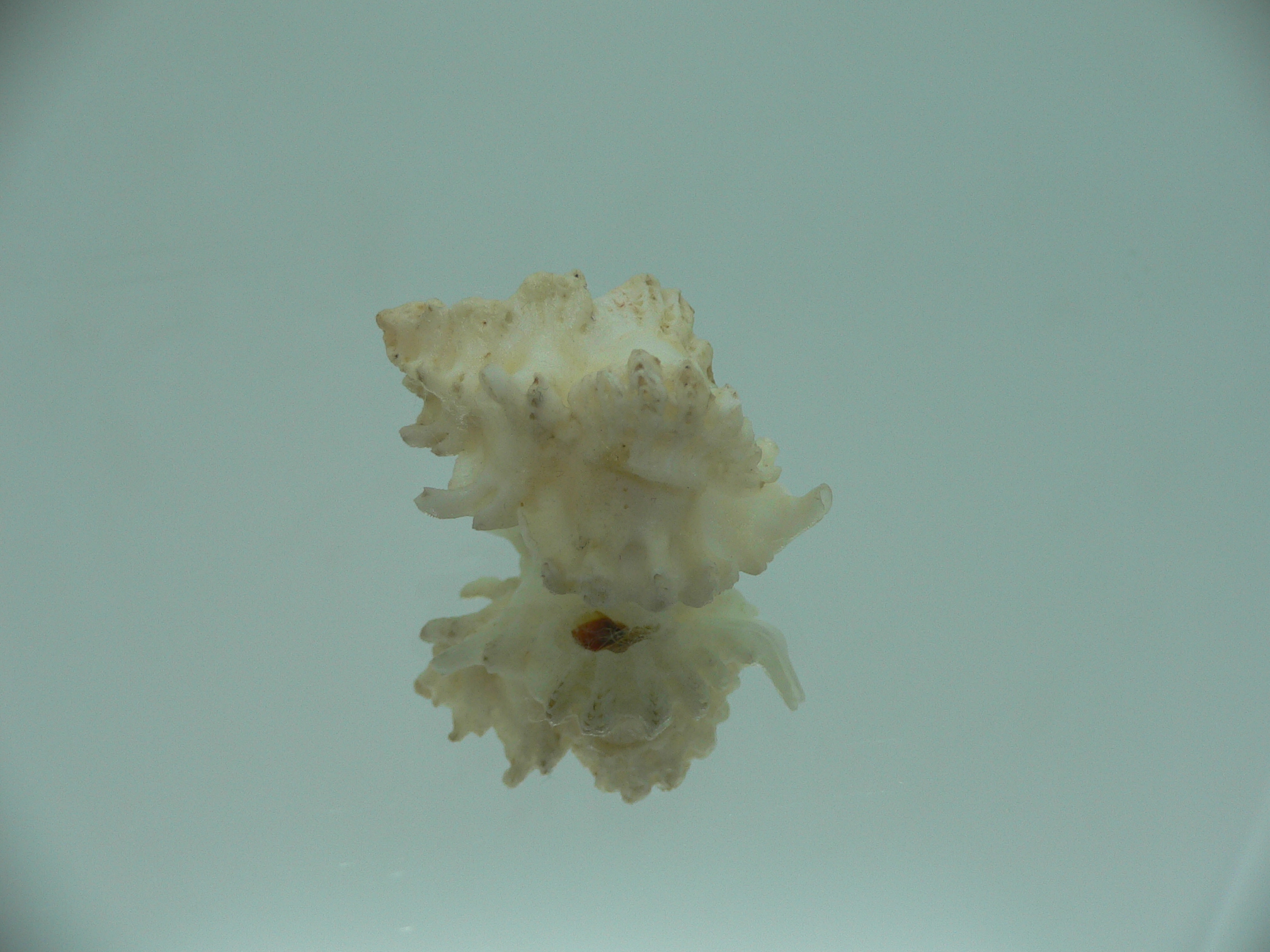Favartia brevicula RARE & BIG