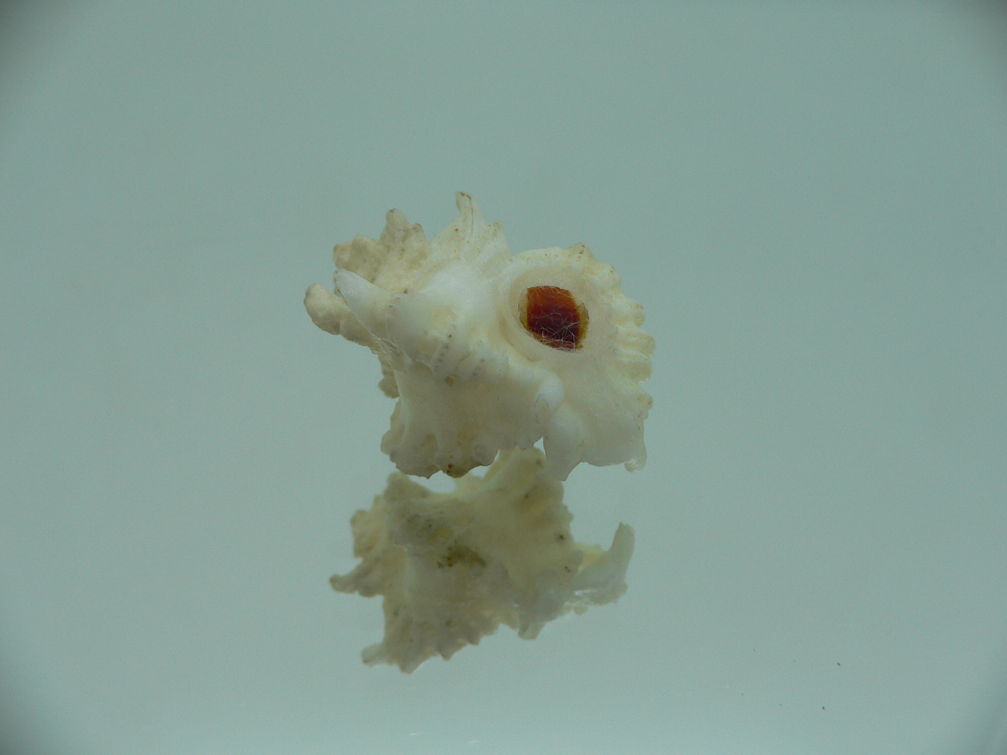 Favartia brevicula RARE & BIG
