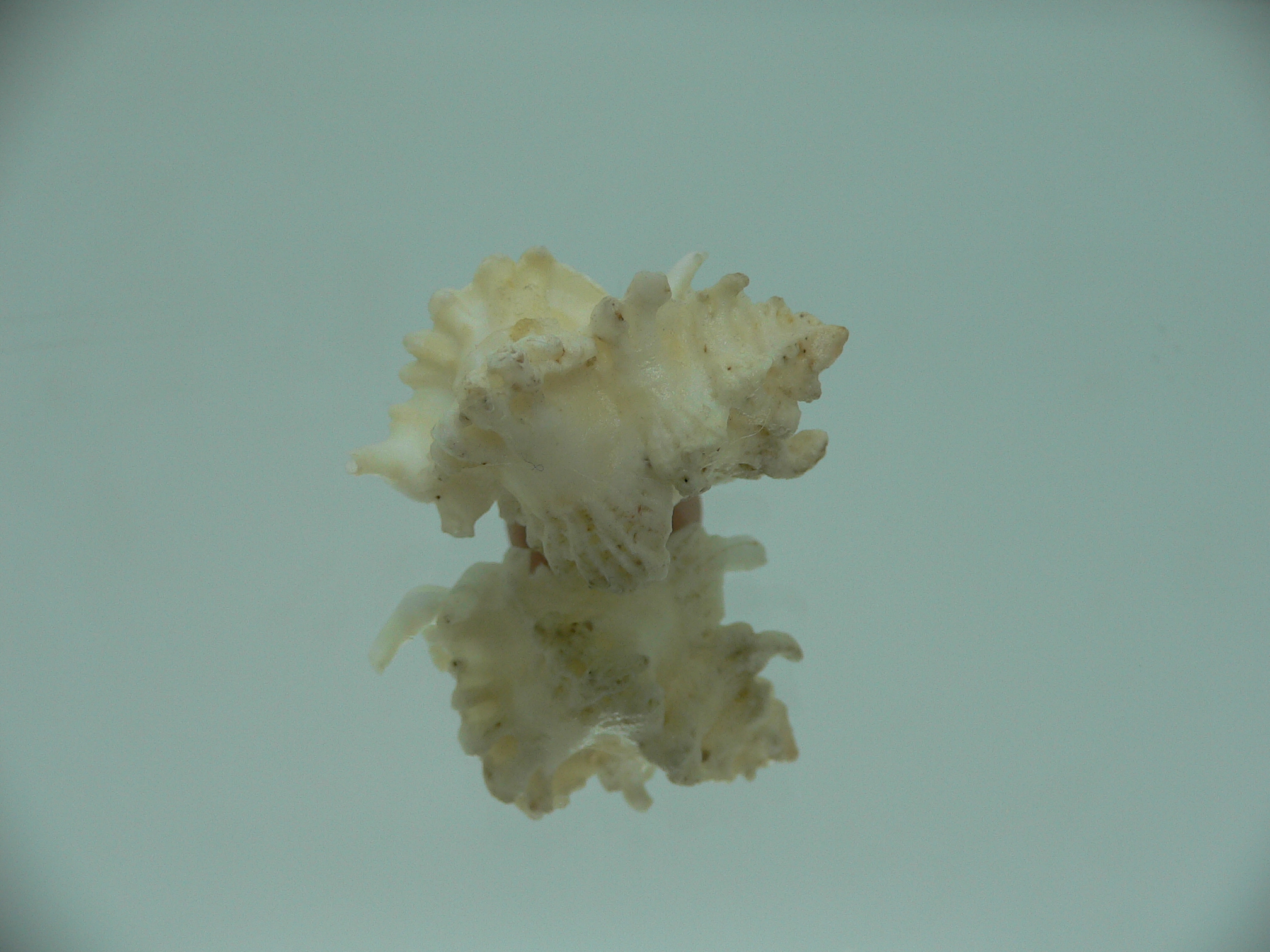 Favartia brevicula RARE & BIG