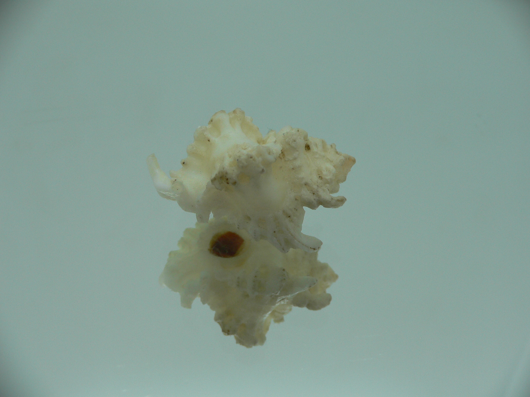 Favartia brevicula RARE & BIG