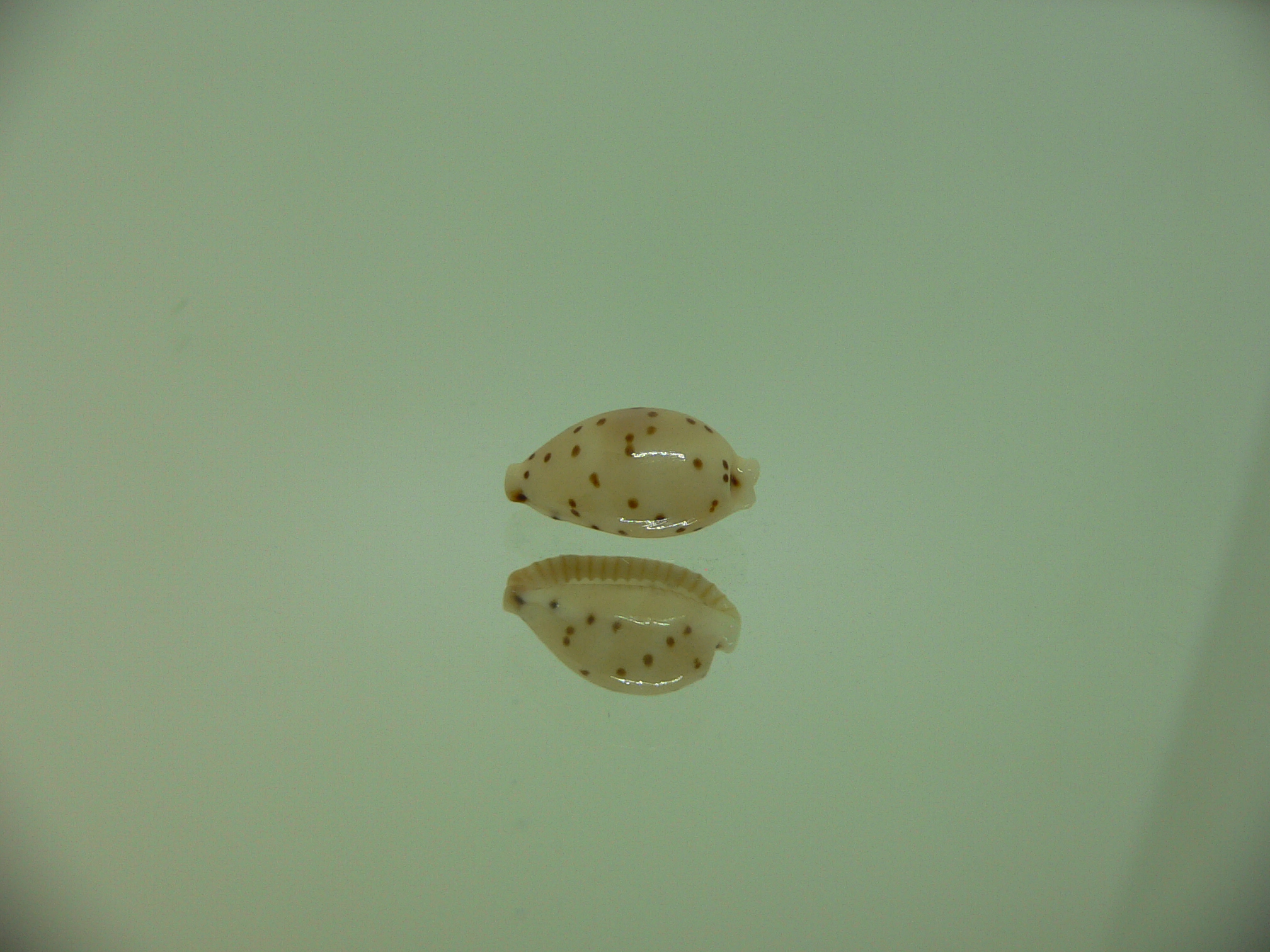 Cypraea punctata fusula (var.) WIDE & BIG