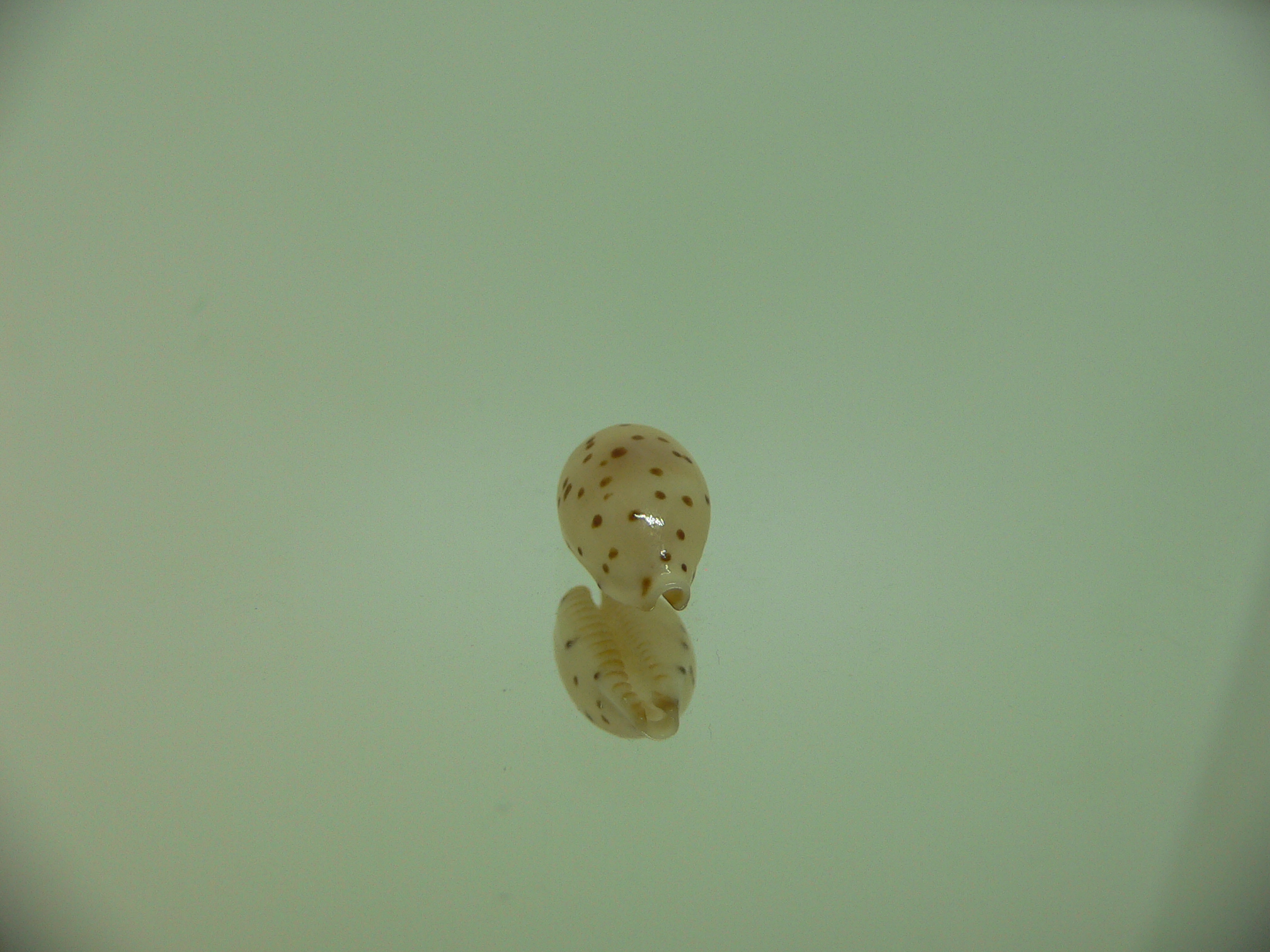 Cypraea punctata fusula (var.) WIDE & BIG