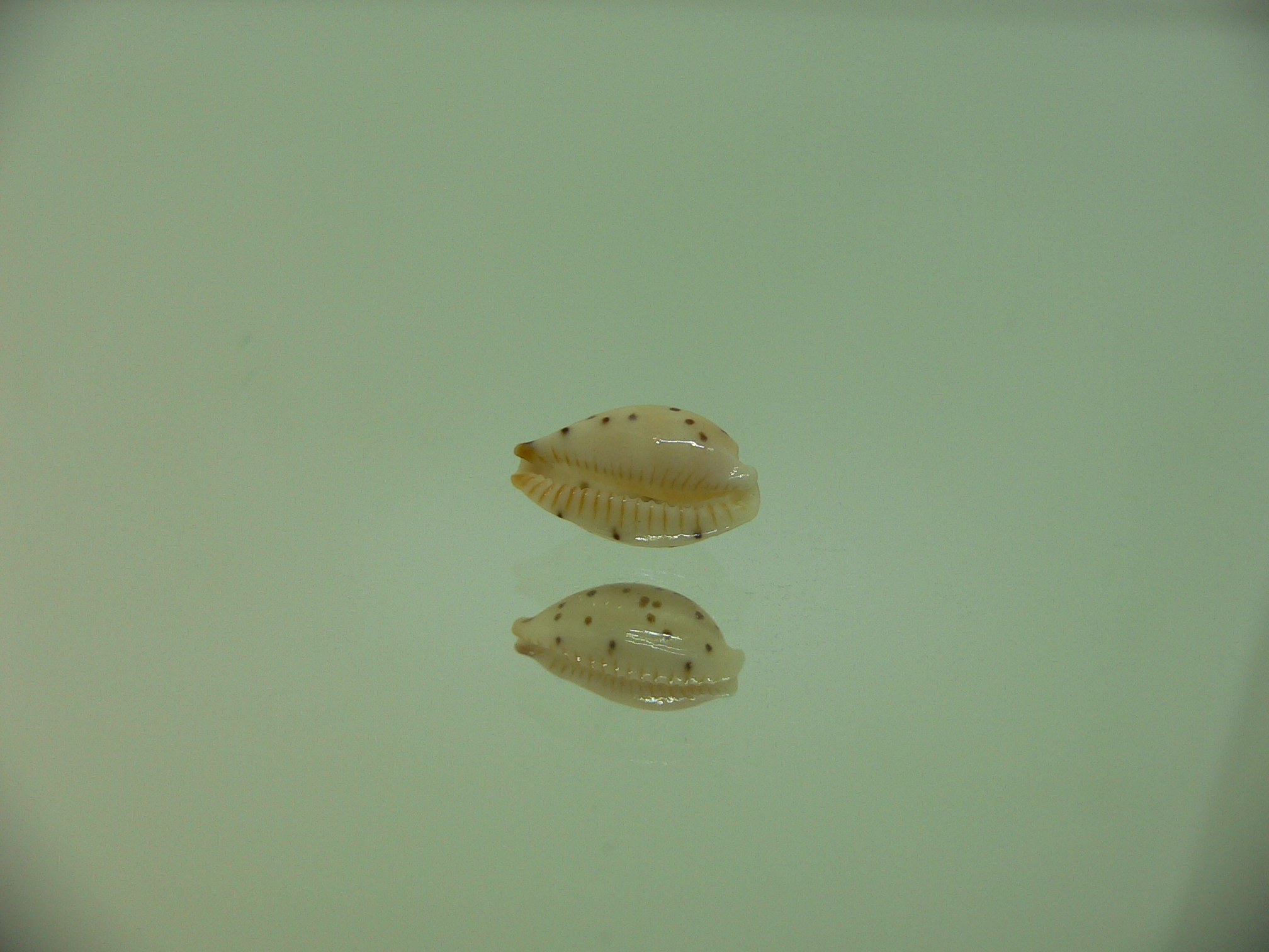 Cypraea punctata fusula (var.) WIDE & BIG