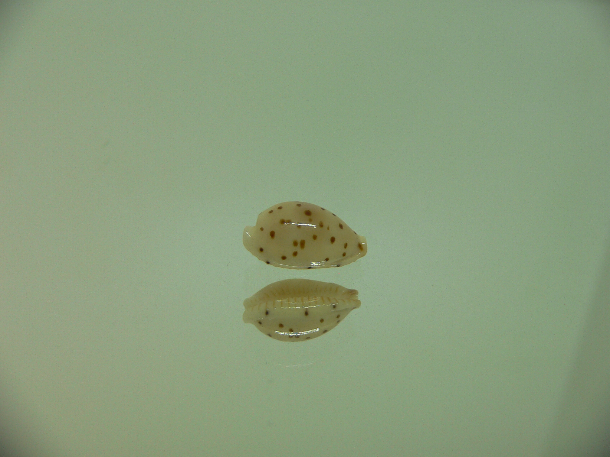 Cypraea punctata fusula (var.) WIDE & BIG