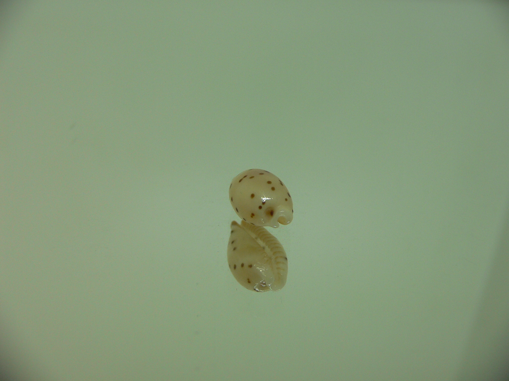 Cypraea punctata fusula (var.) WIDE & BIG