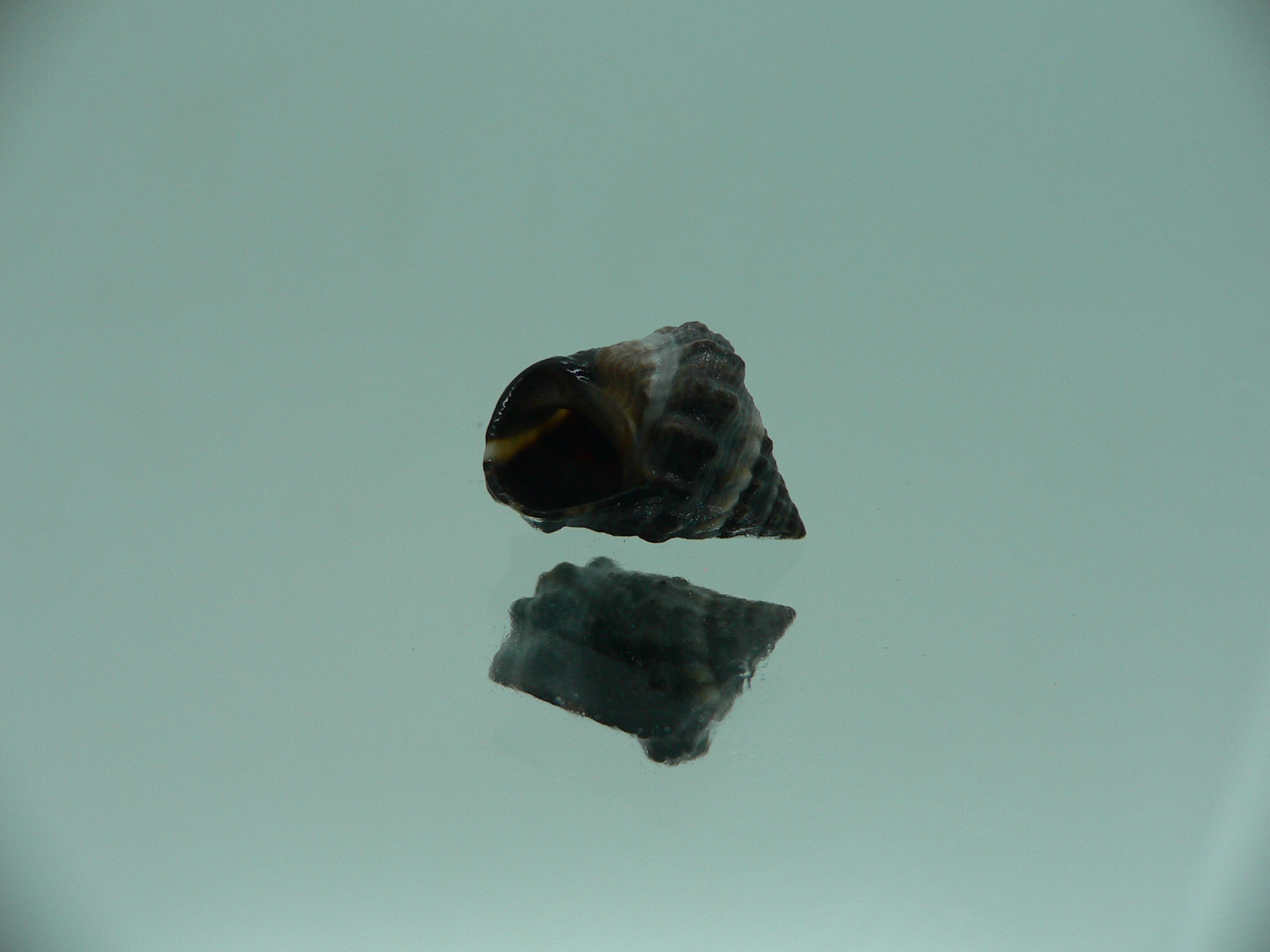 Echinolittorina pascua VERY BIG