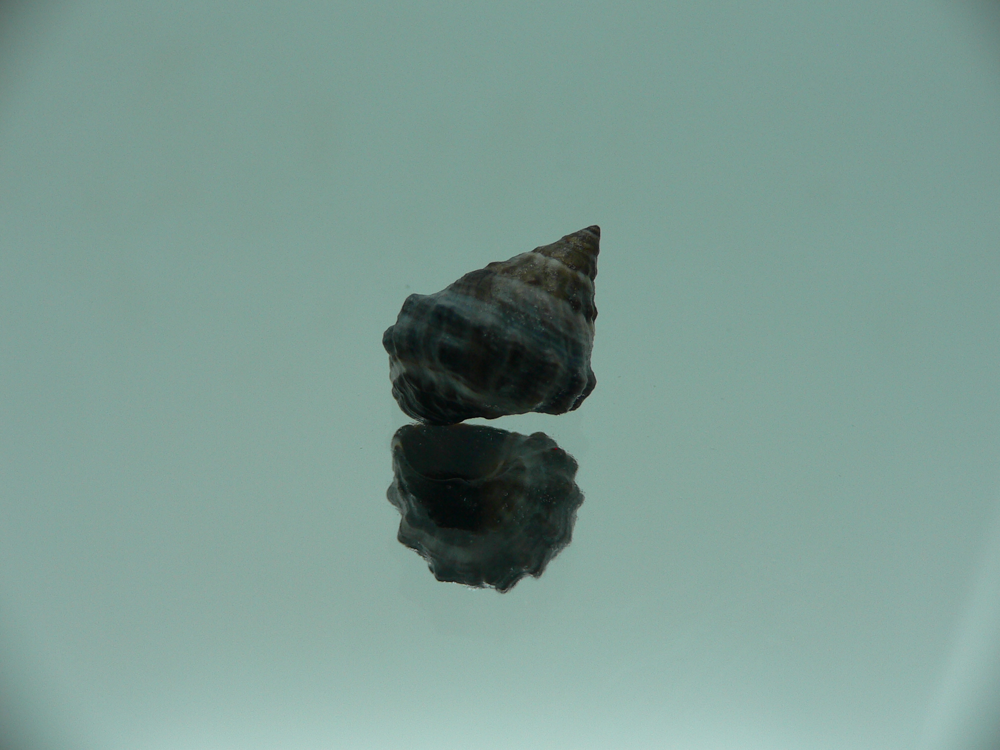 Echinolittorina pascua VERY BIG