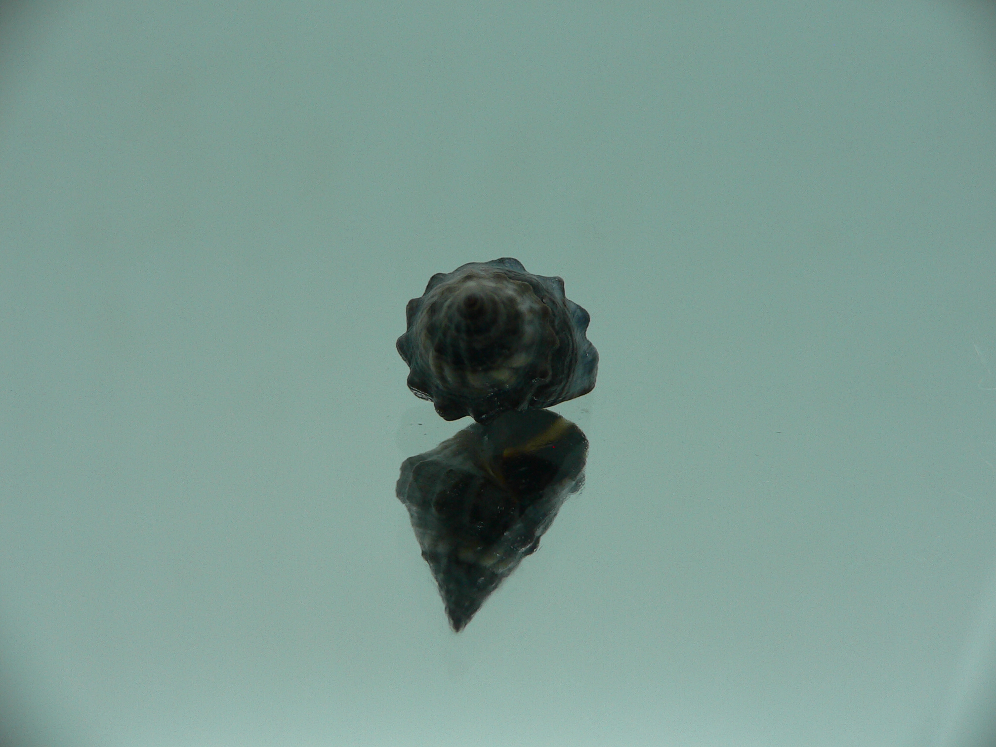 Echinolittorina pascua VERY BIG