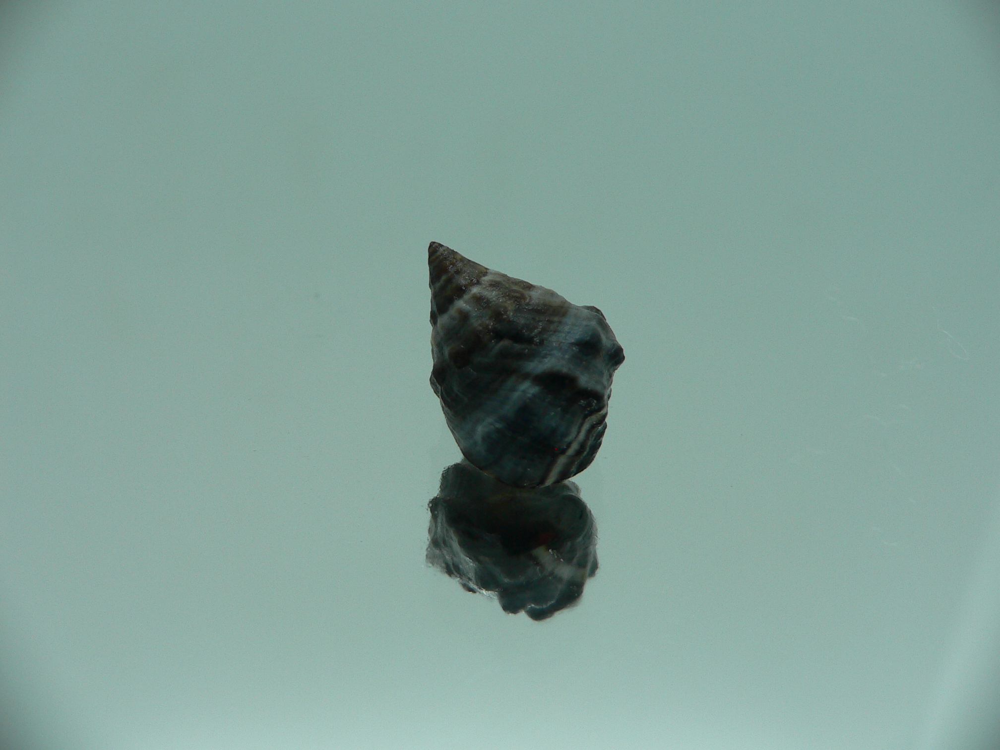 Echinolittorina pascua VERY BIG