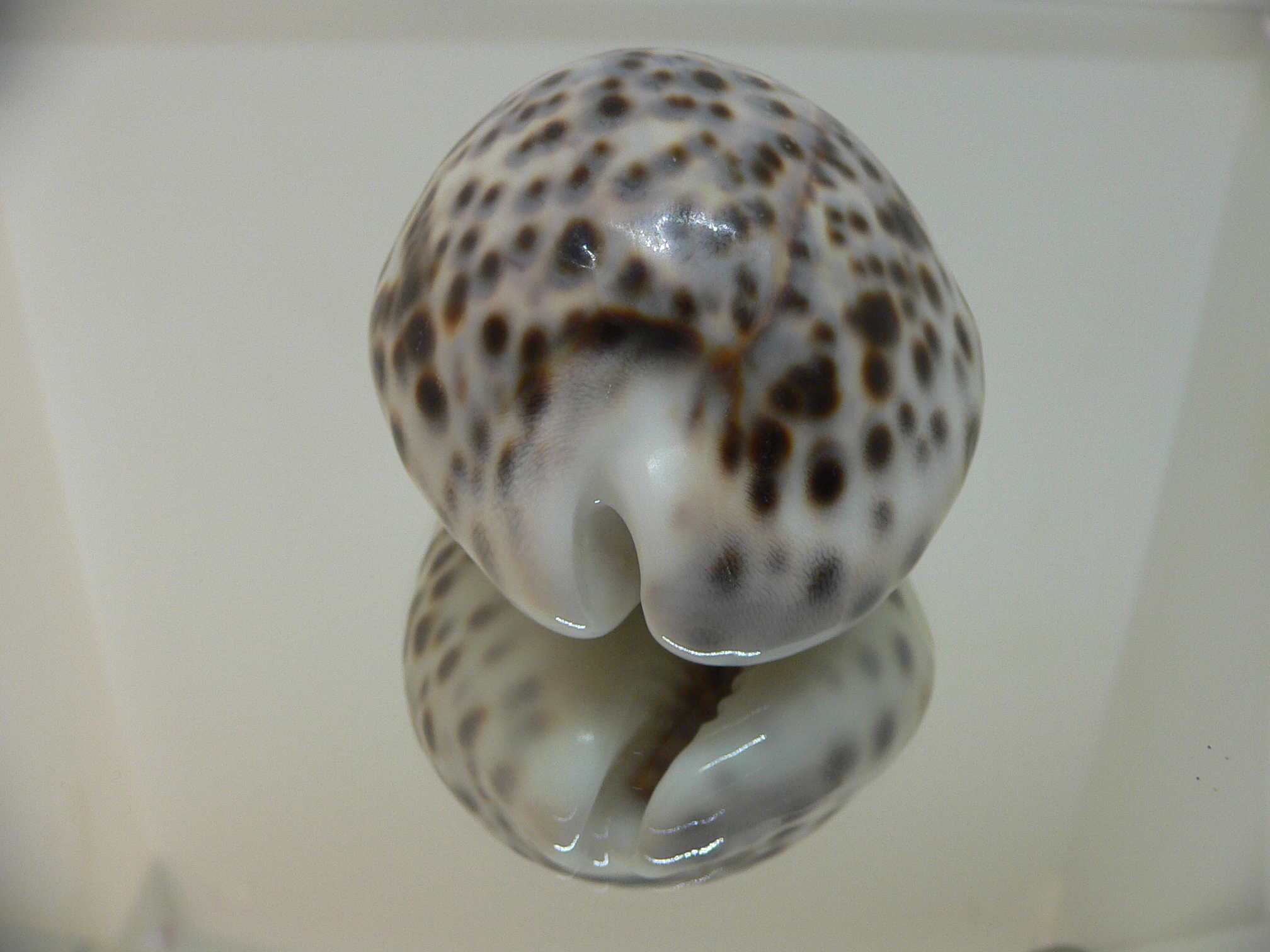 Cypraea tigris tigris GRAY