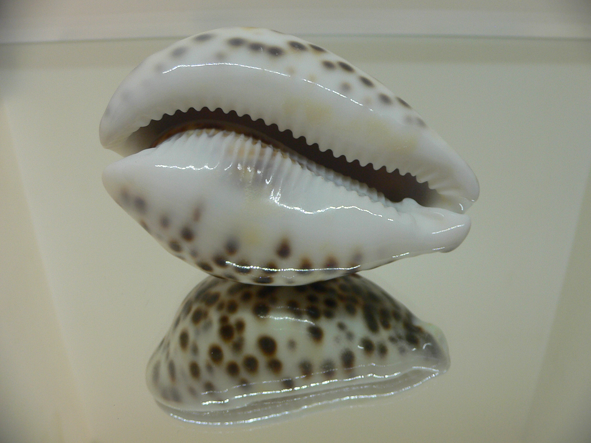 Cypraea tigris tigris GRAY