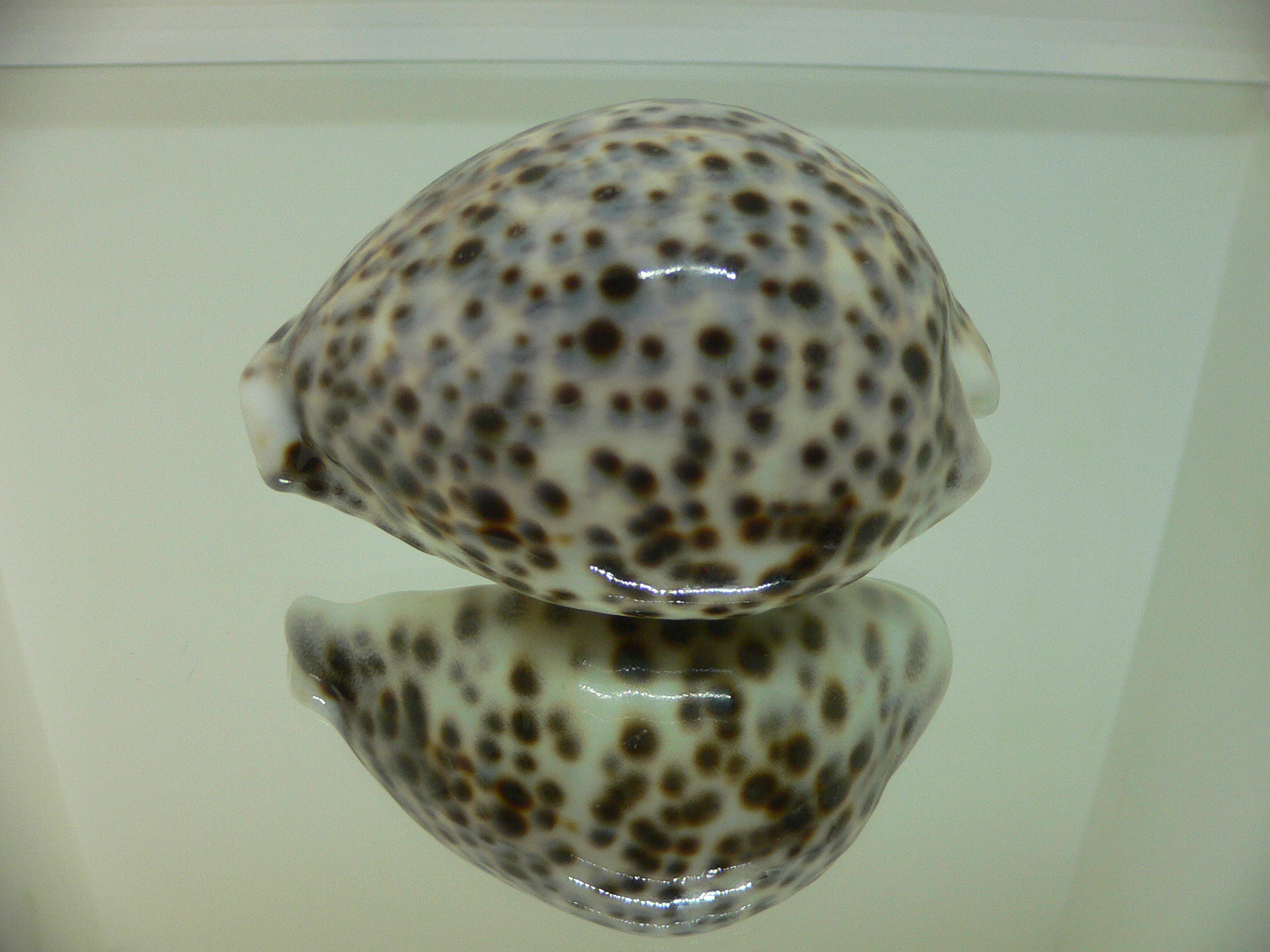 Cypraea tigris tigris GRAY