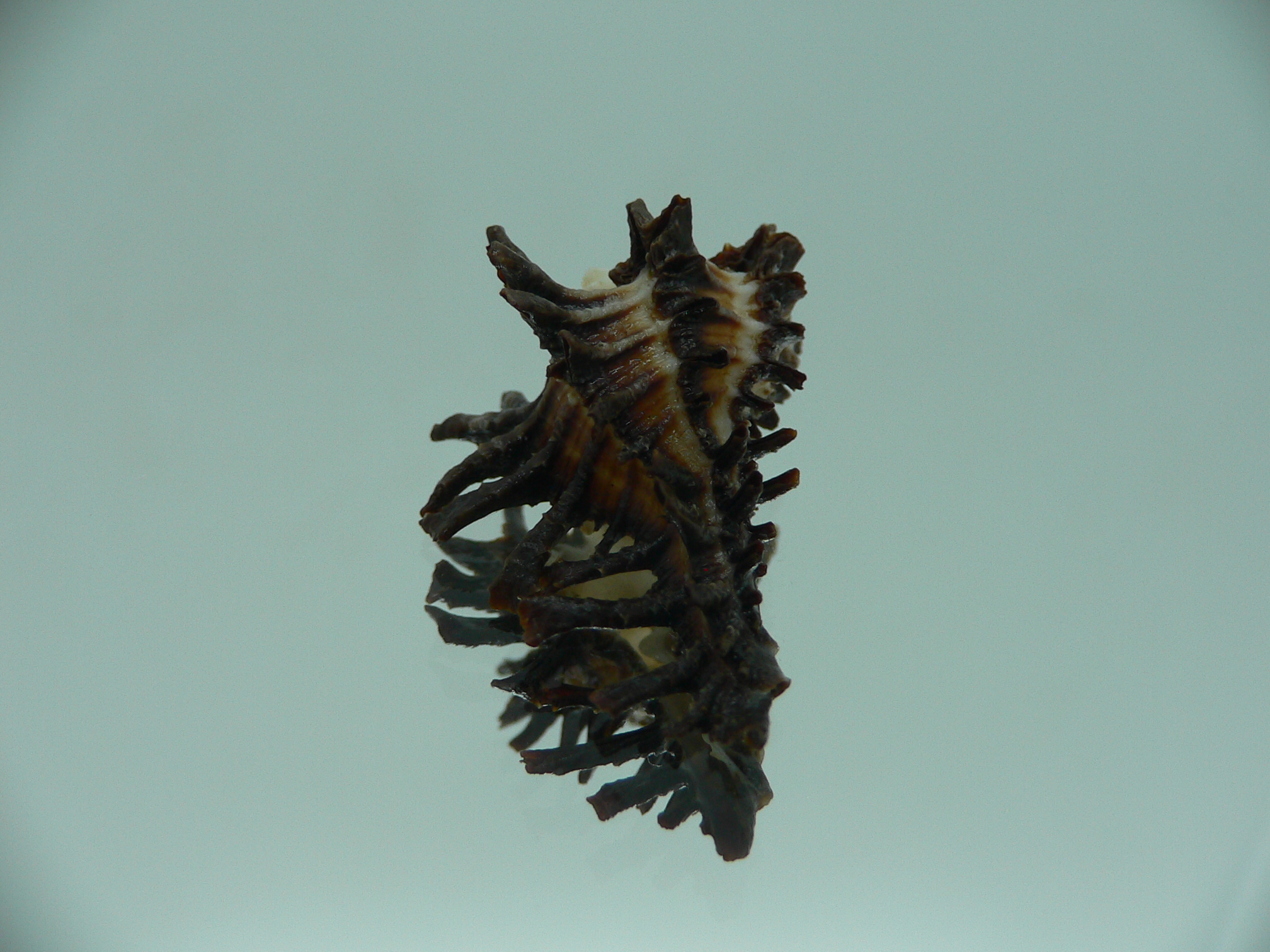 Homalocantha ninae CURLY