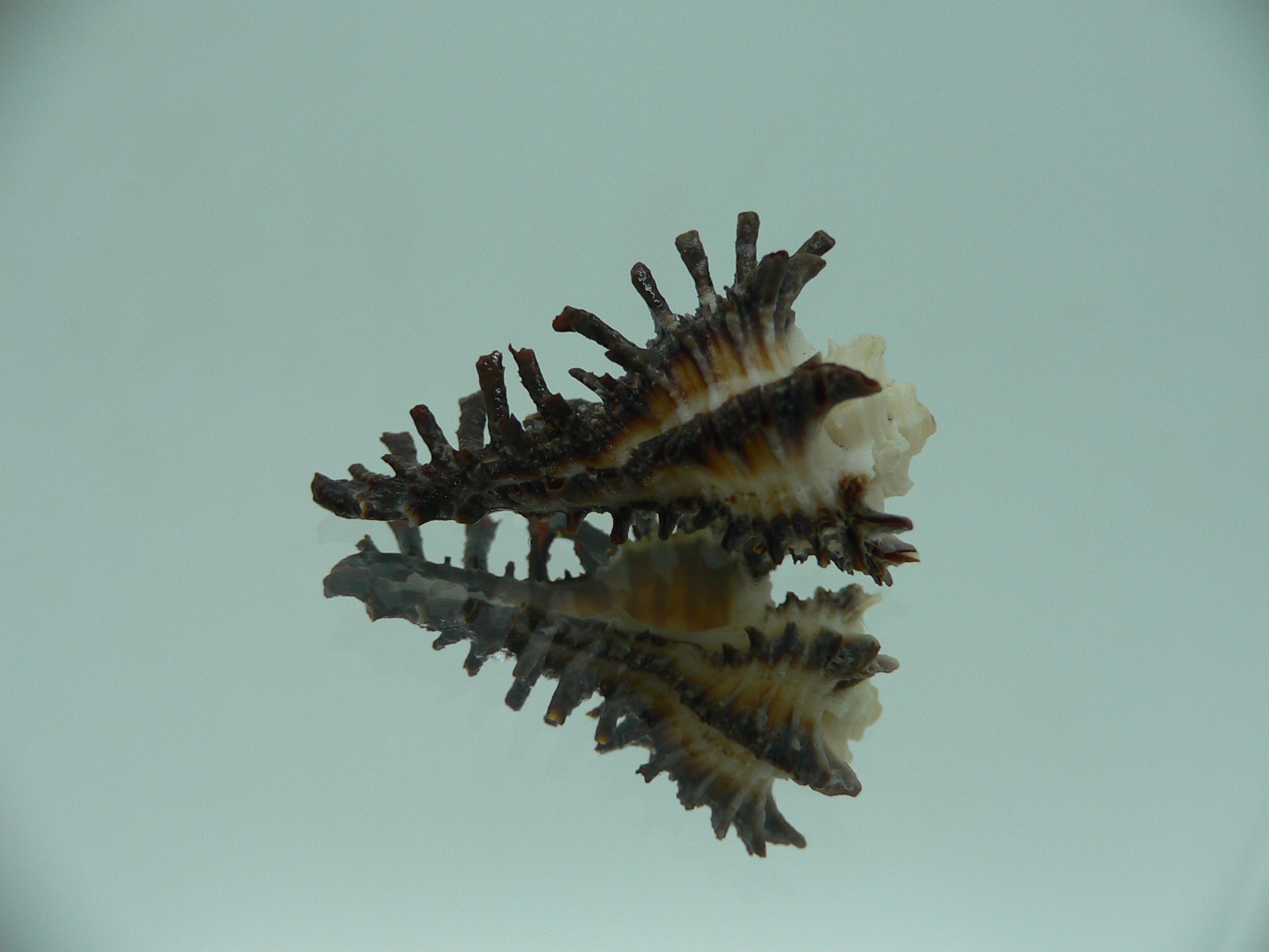 Homalocantha ninae CURLY