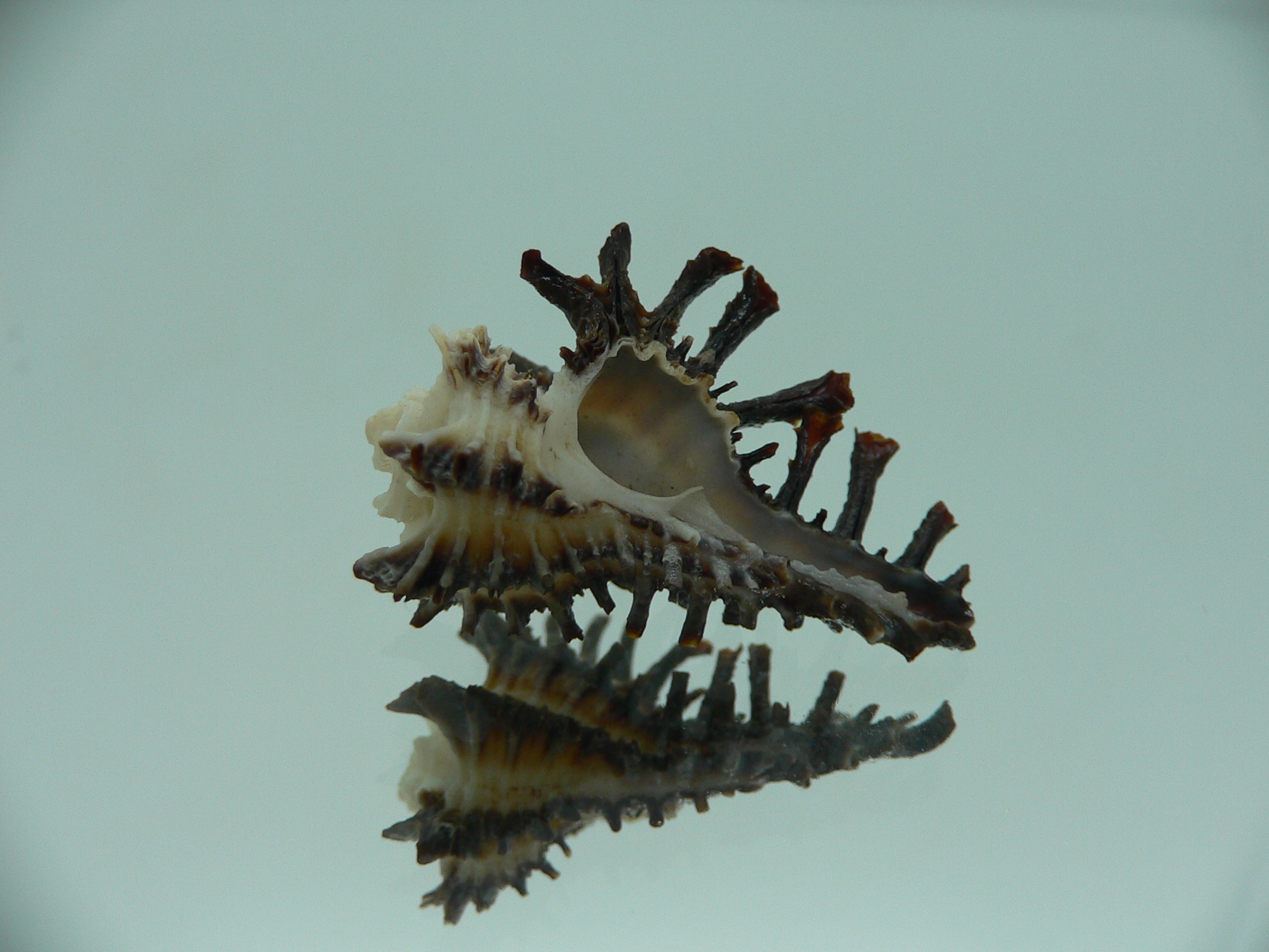 Homalocantha ninae CURLY