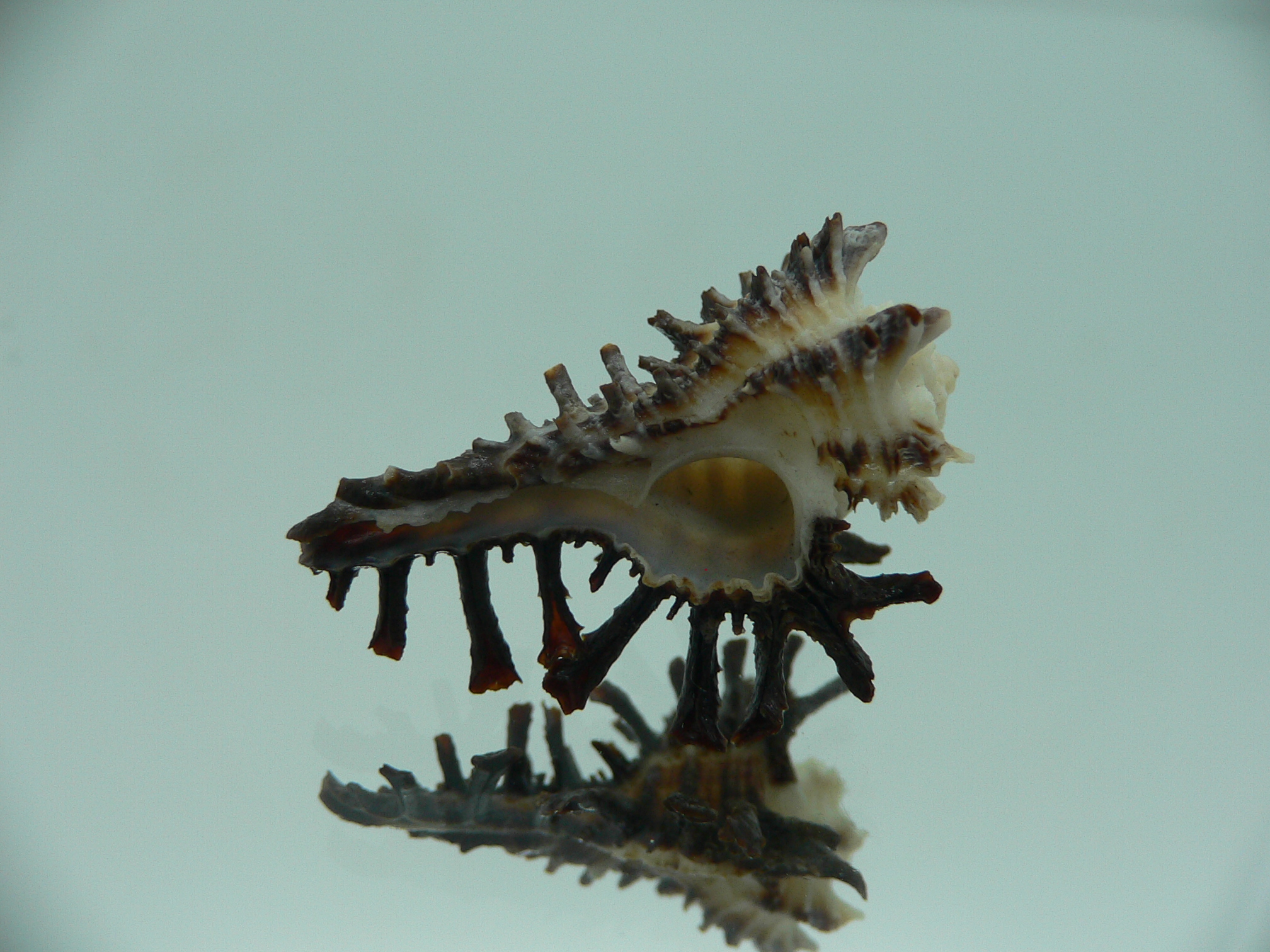 Homalocantha ninae CURLY