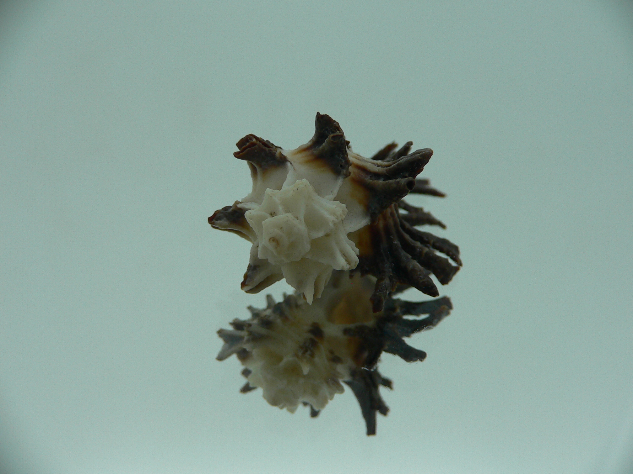 Homalocantha ninae CURLY