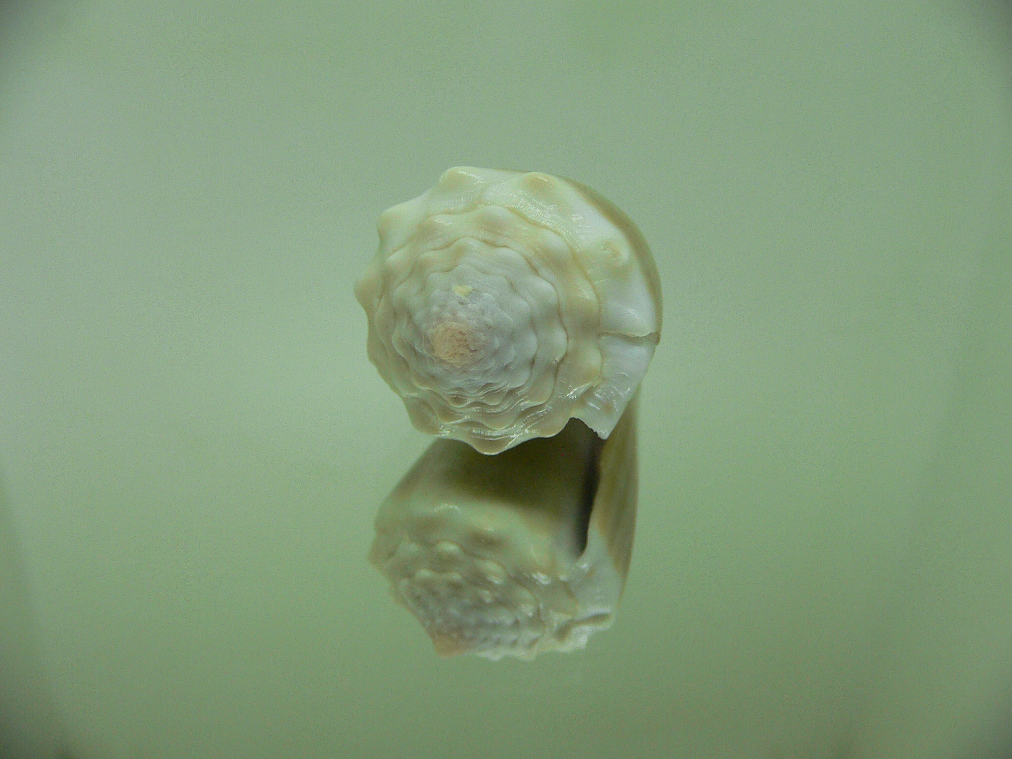 Conus lividus GRANULAR