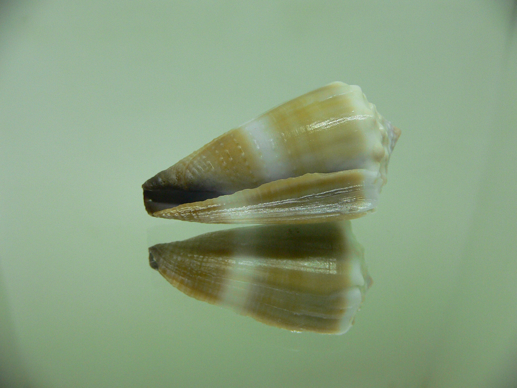 Conus lividus GRANULAR