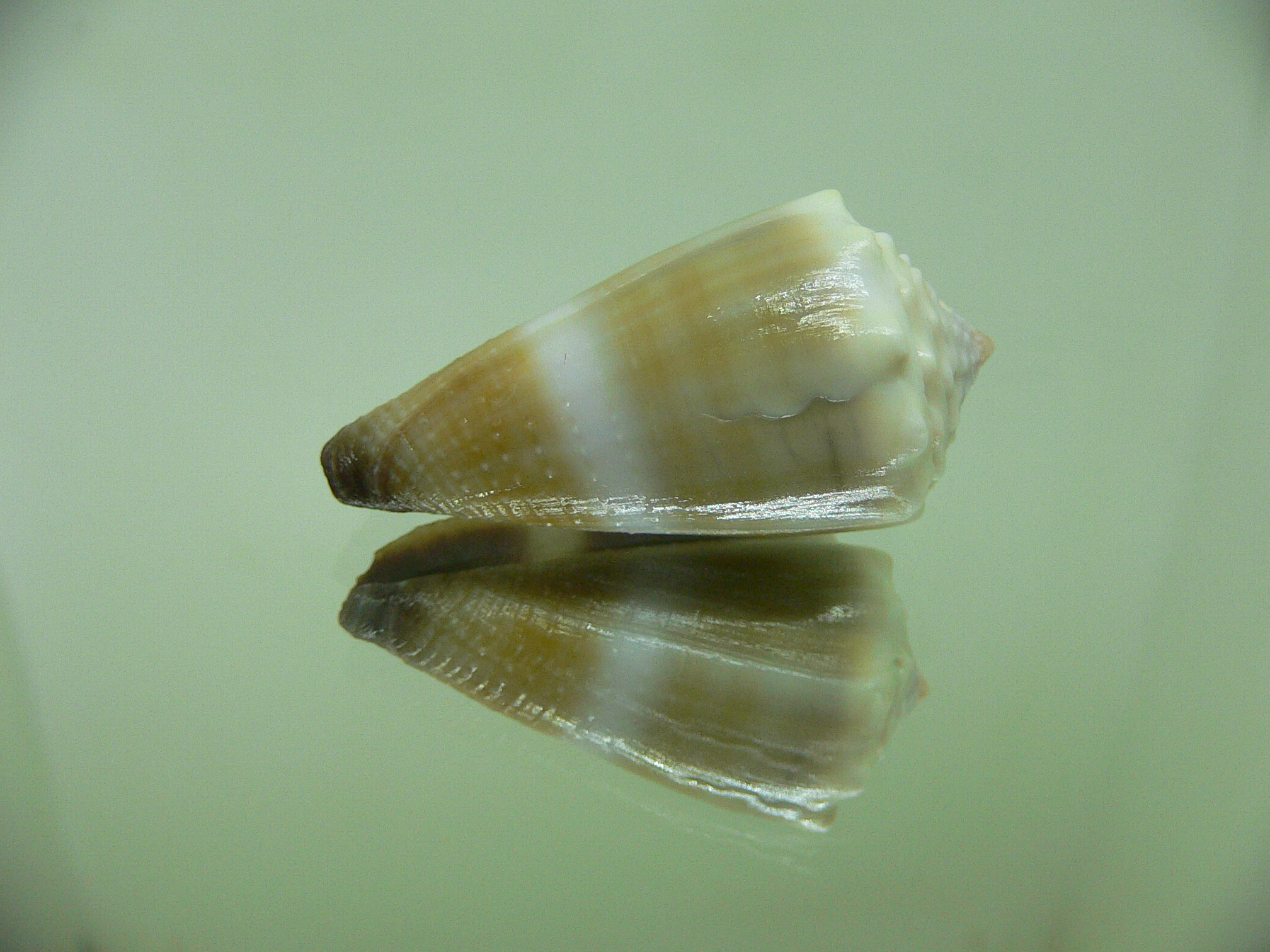 Conus lividus GRANULAR