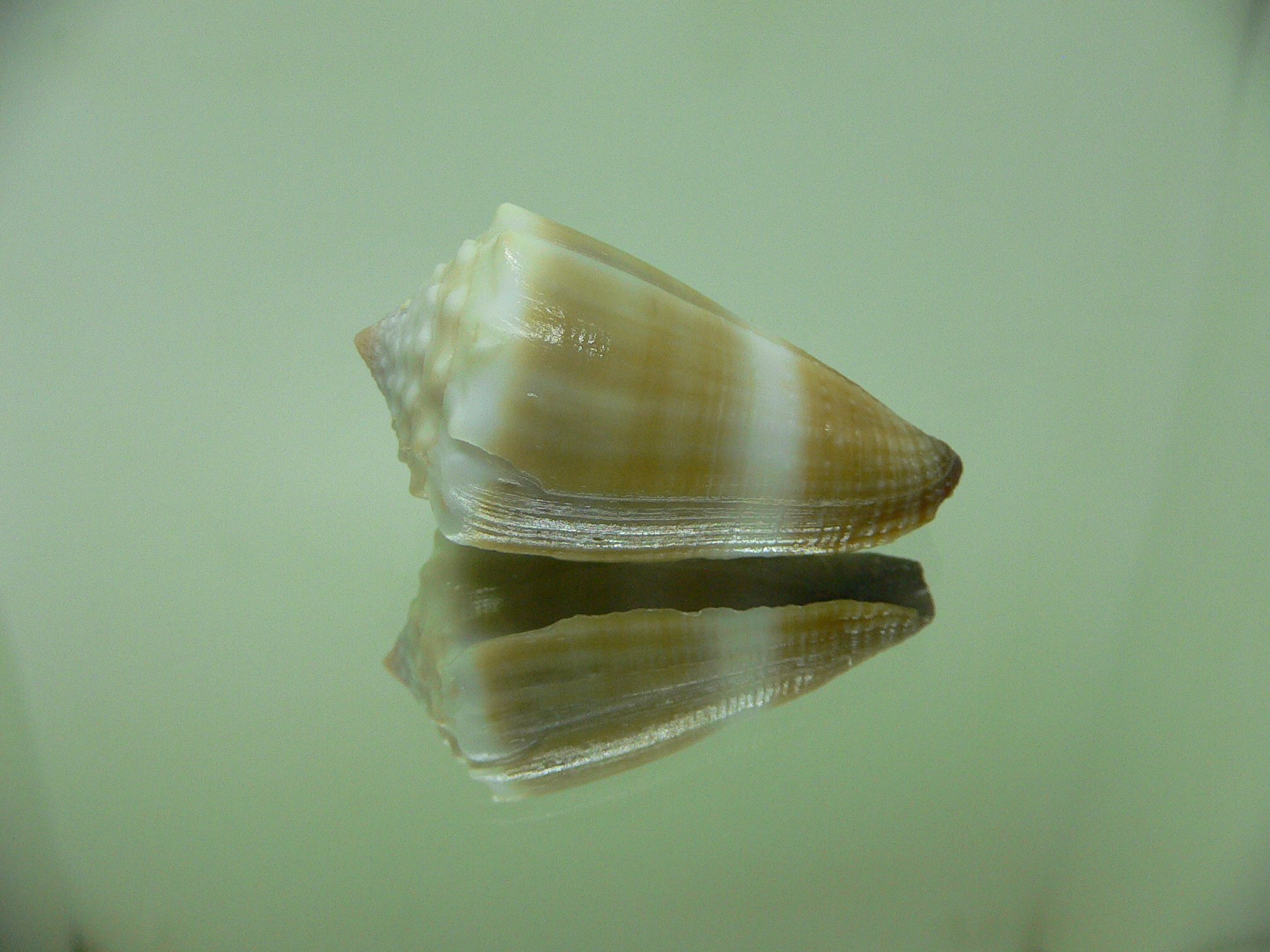 Conus lividus GRANULAR