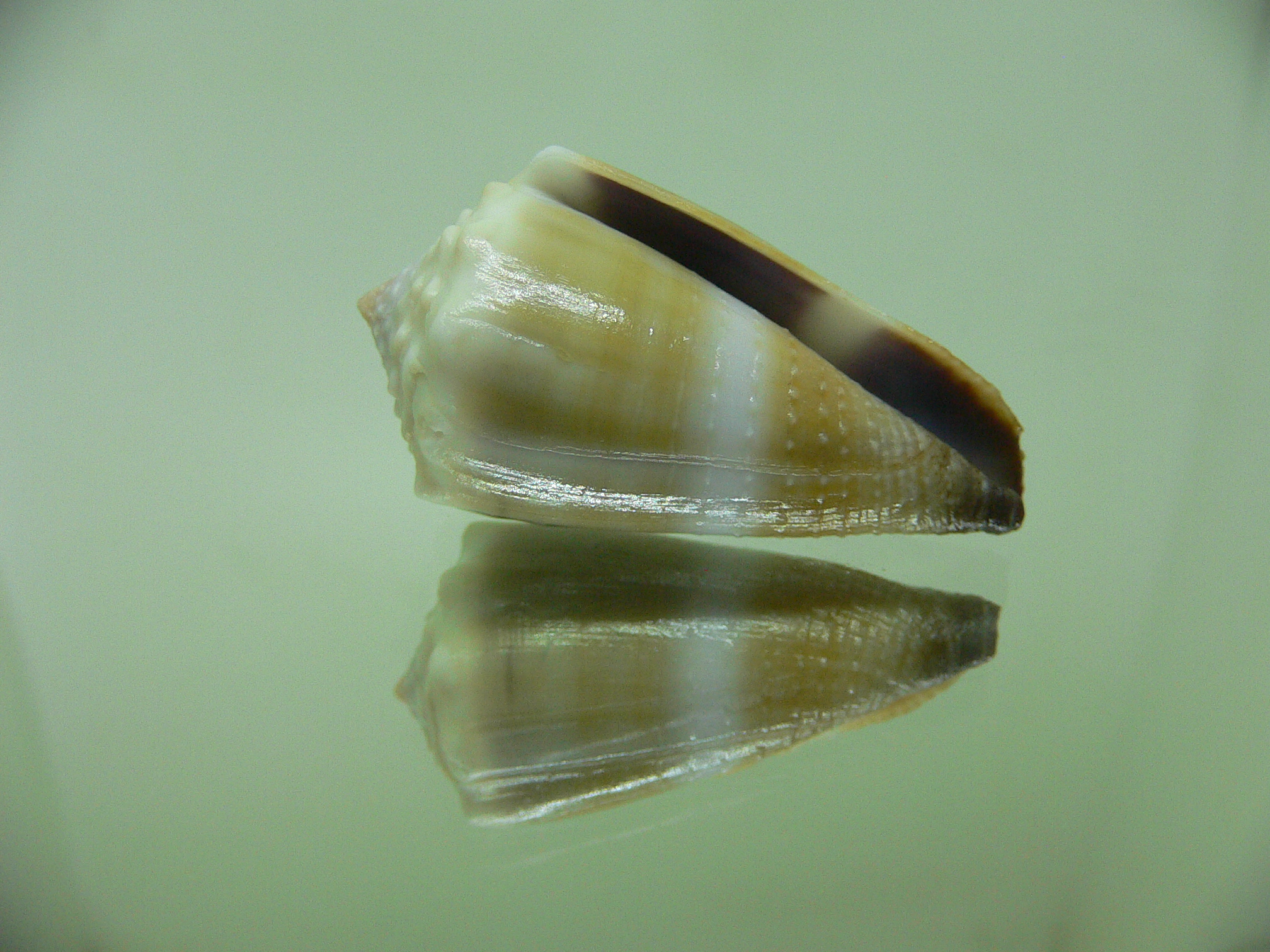 Conus lividus GRANULAR