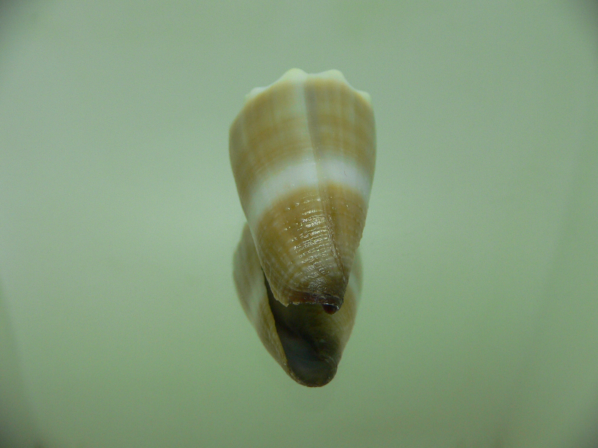 Conus lividus GRANULAR