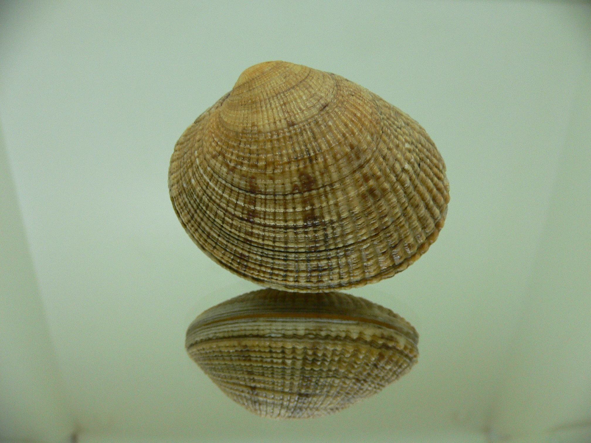 Leucoma jedoensis (Protothaca jedoensis) BIG