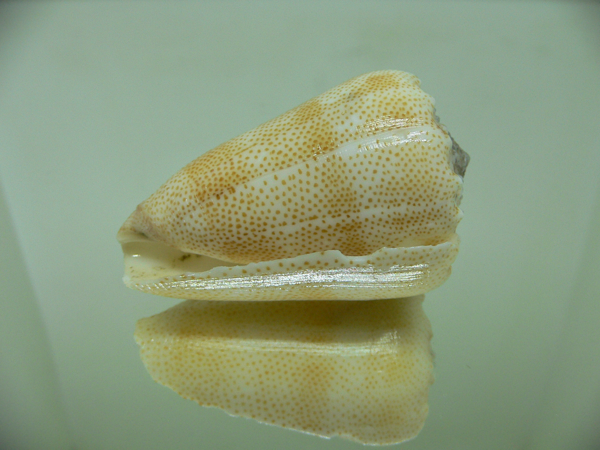 Conus arenatus aequipunctatus (var.) BIG