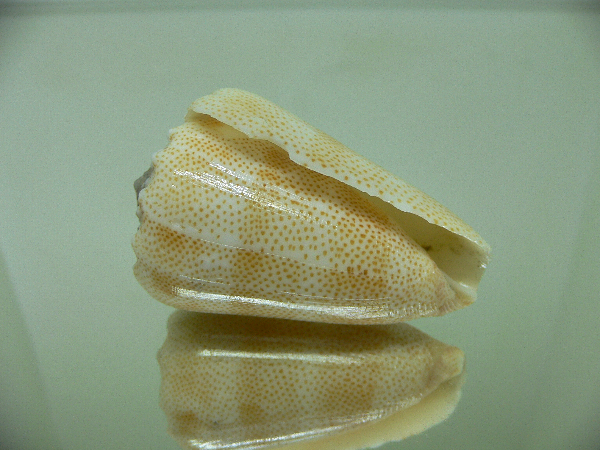 Conus arenatus aequipunctatus (var.) BIG