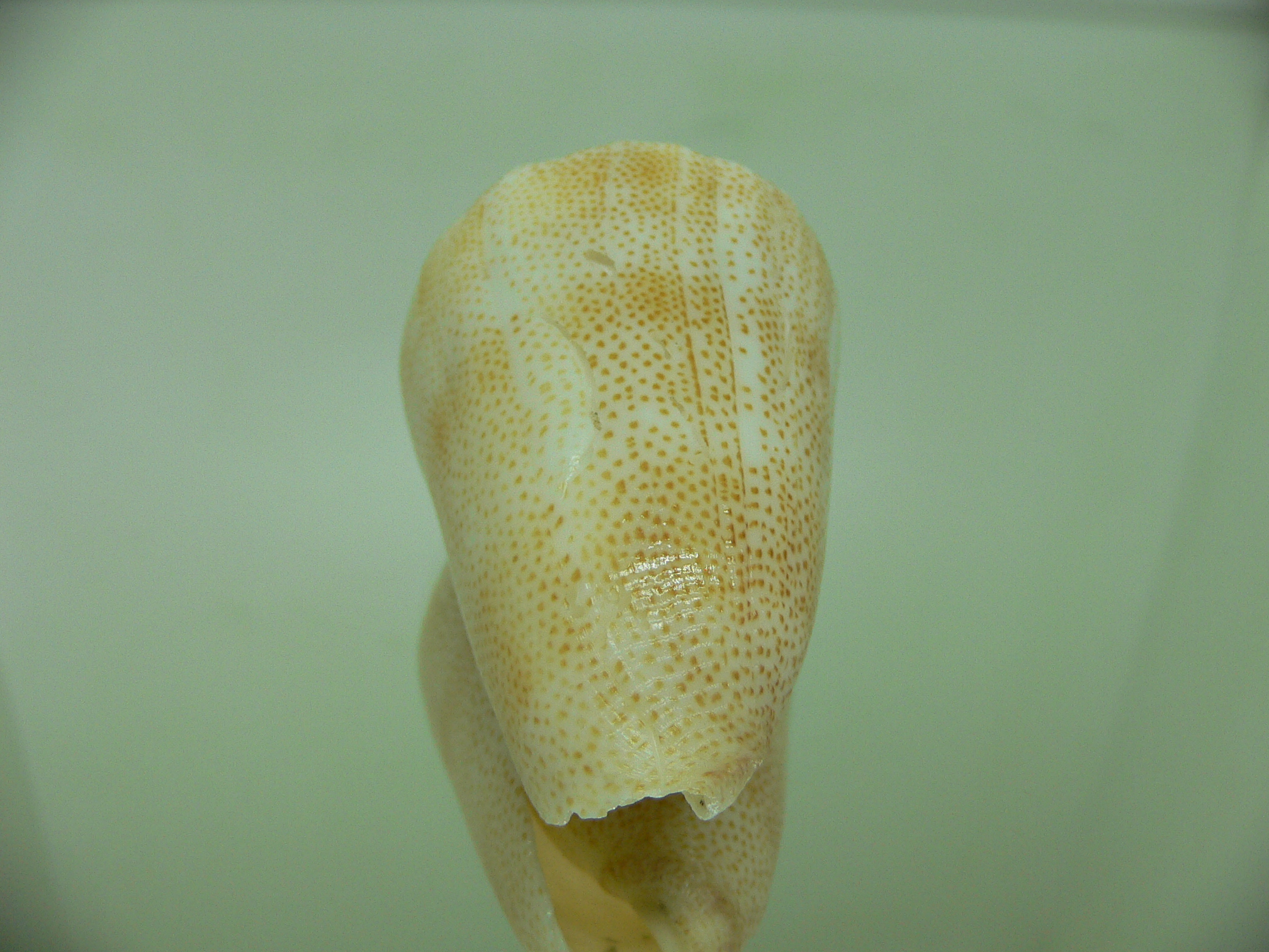 Conus arenatus aequipunctatus (var.) BIG