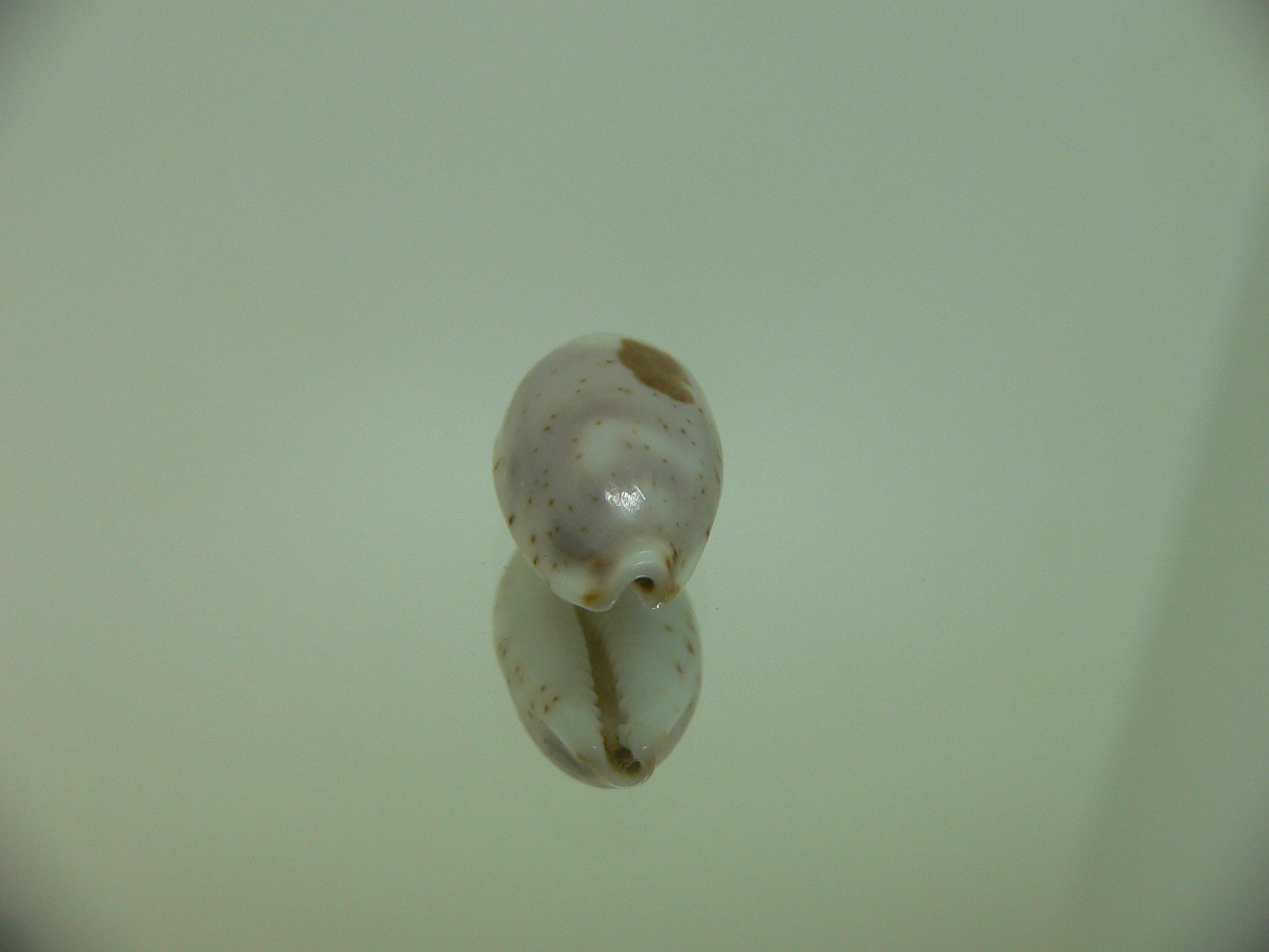 Cypraea hirundo francisca IDEAL