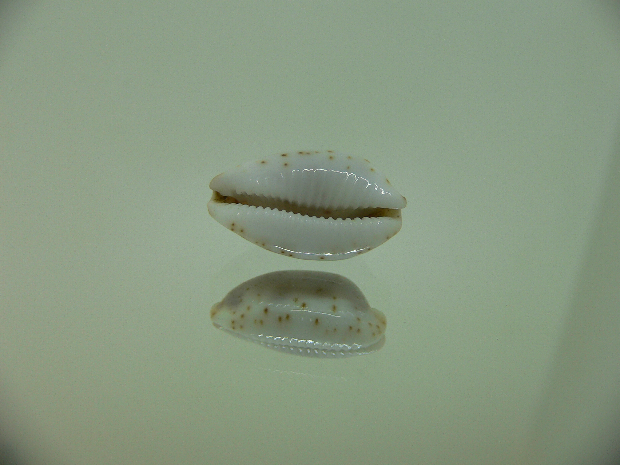 Cypraea hirundo francisca IDEAL