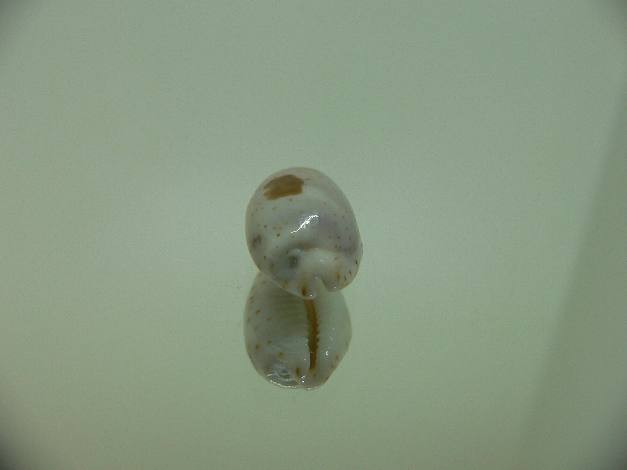 Cypraea hirundo francisca IDEAL