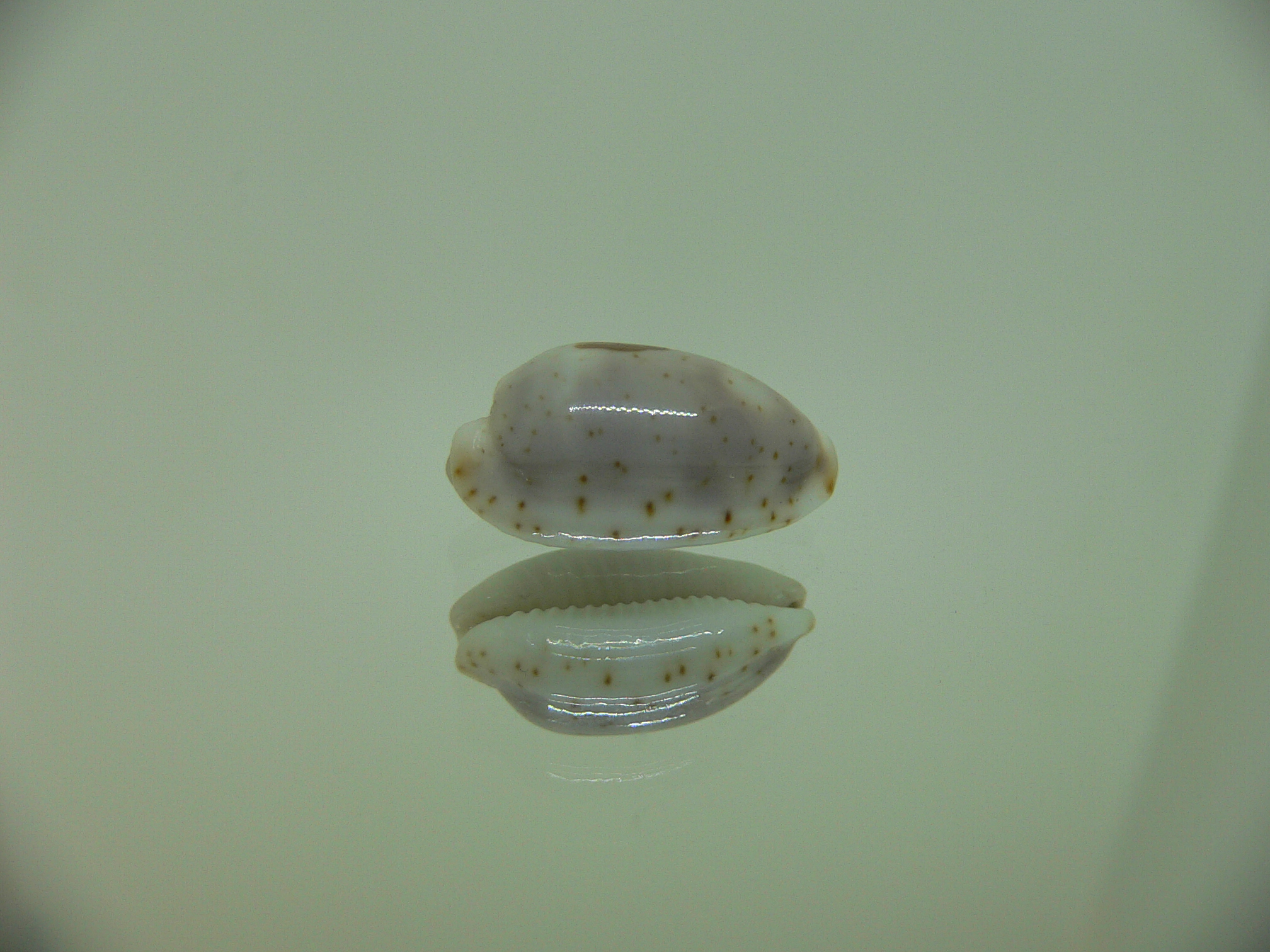 Cypraea hirundo francisca IDEAL