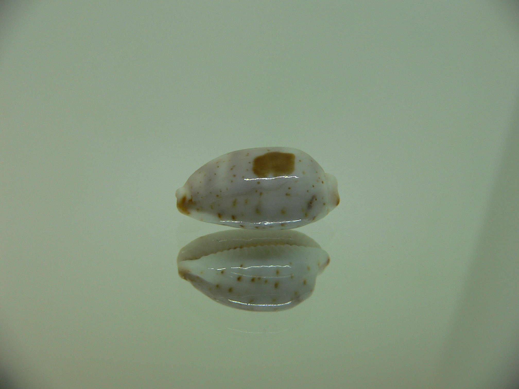 Cypraea hirundo francisca IDEAL