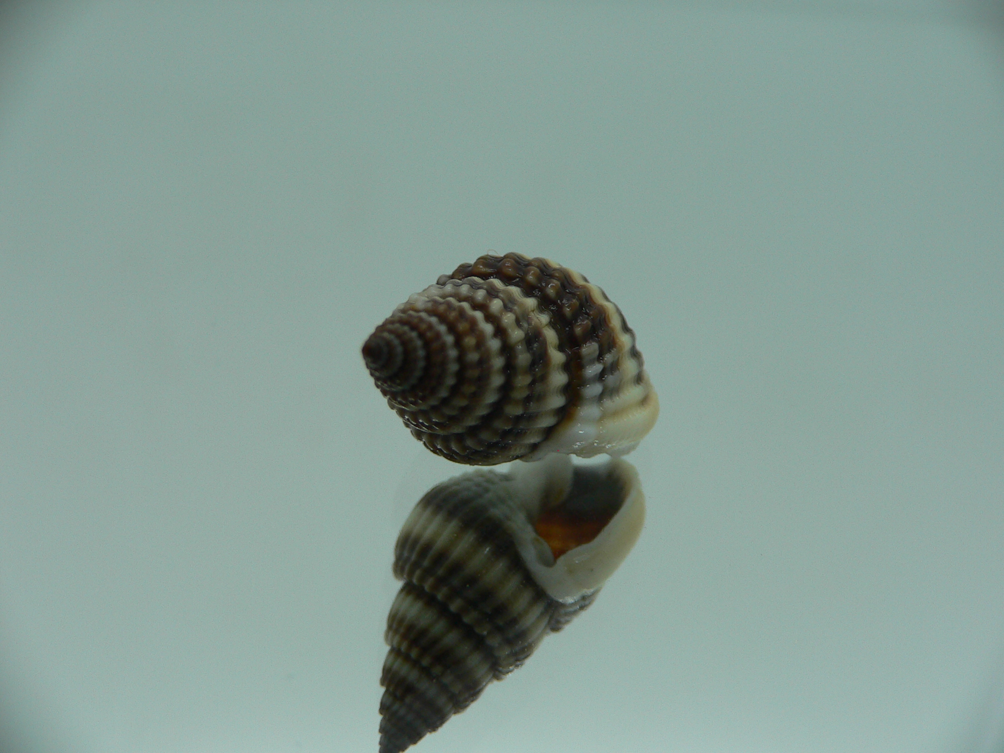 Nassarius livescens ELONGATE