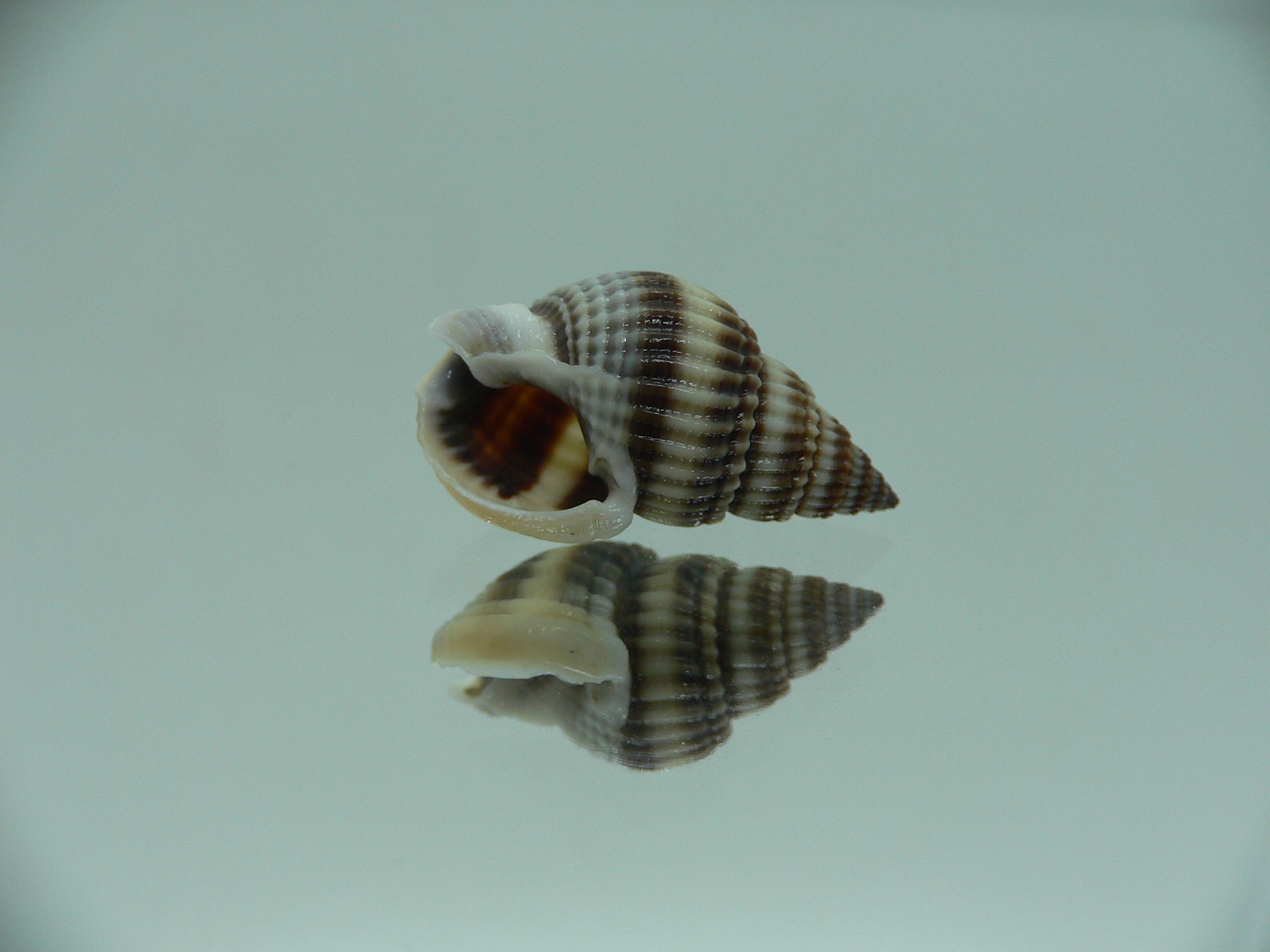 Nassarius livescens ELONGATE