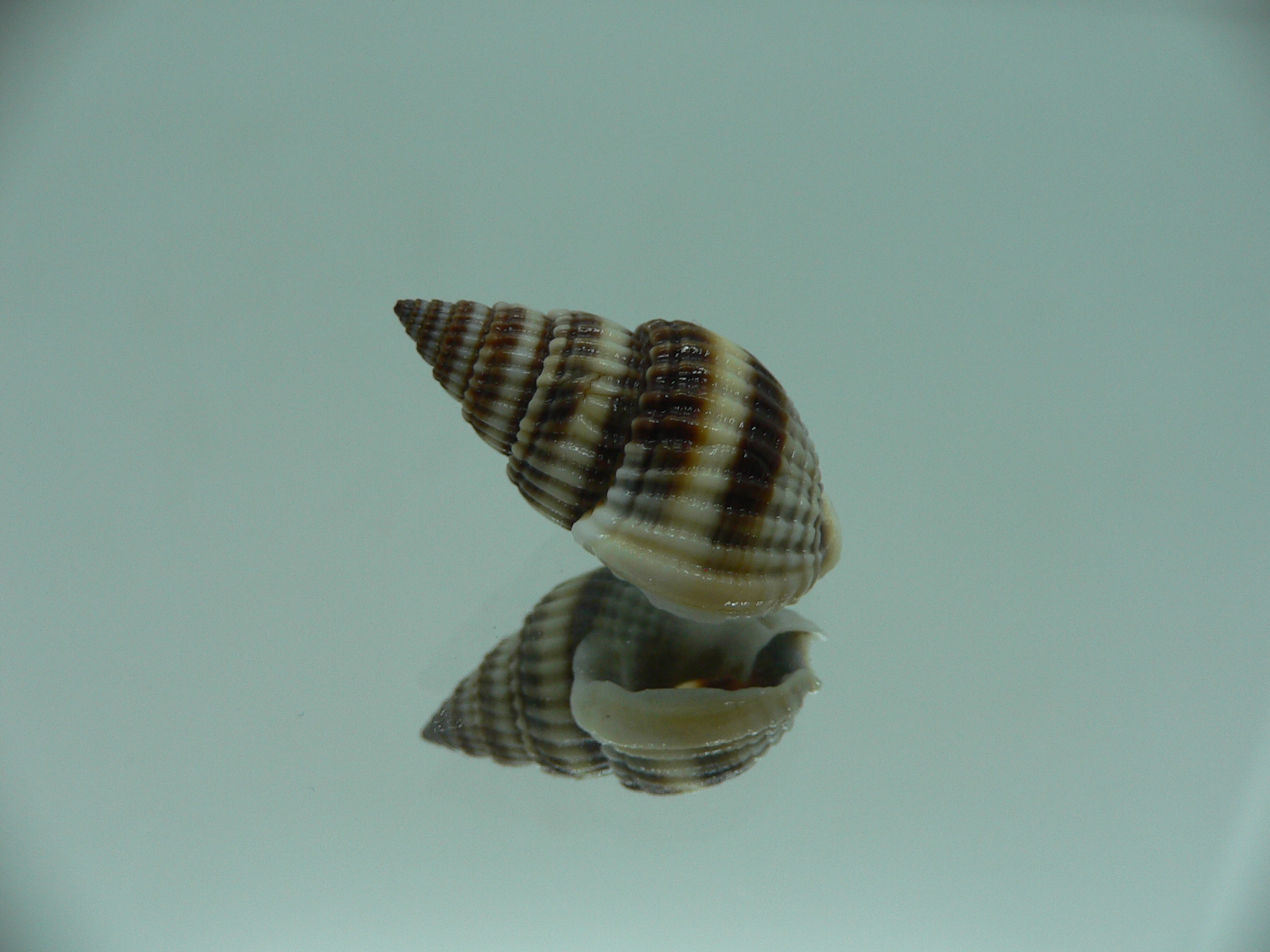 Nassarius livescens ELONGATE