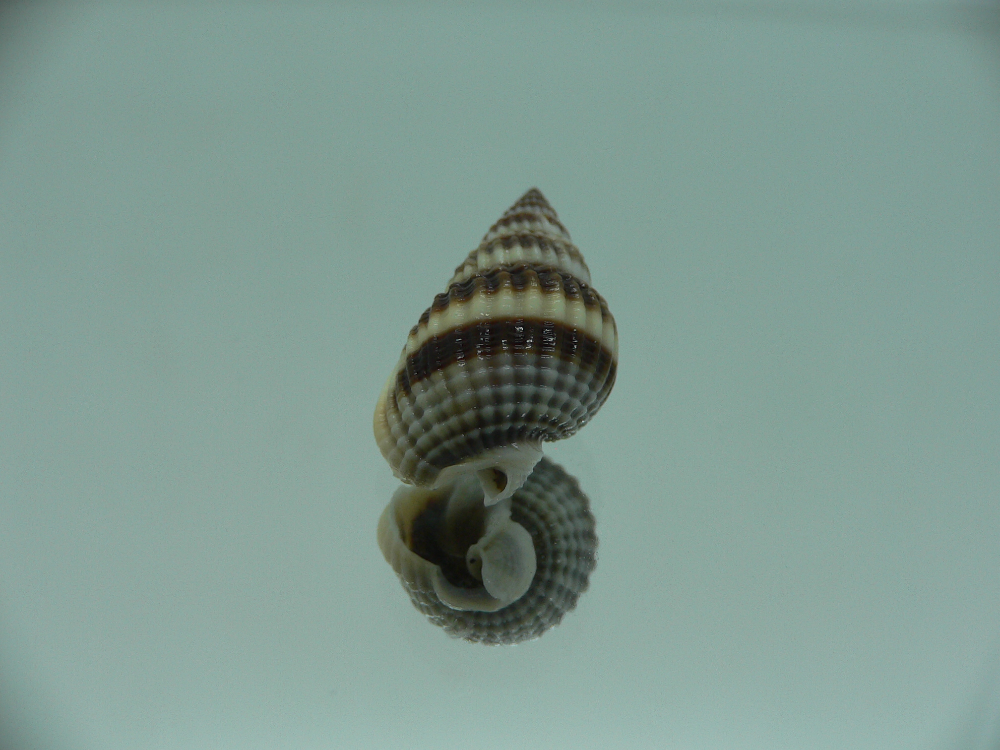 Nassarius livescens ELONGATE