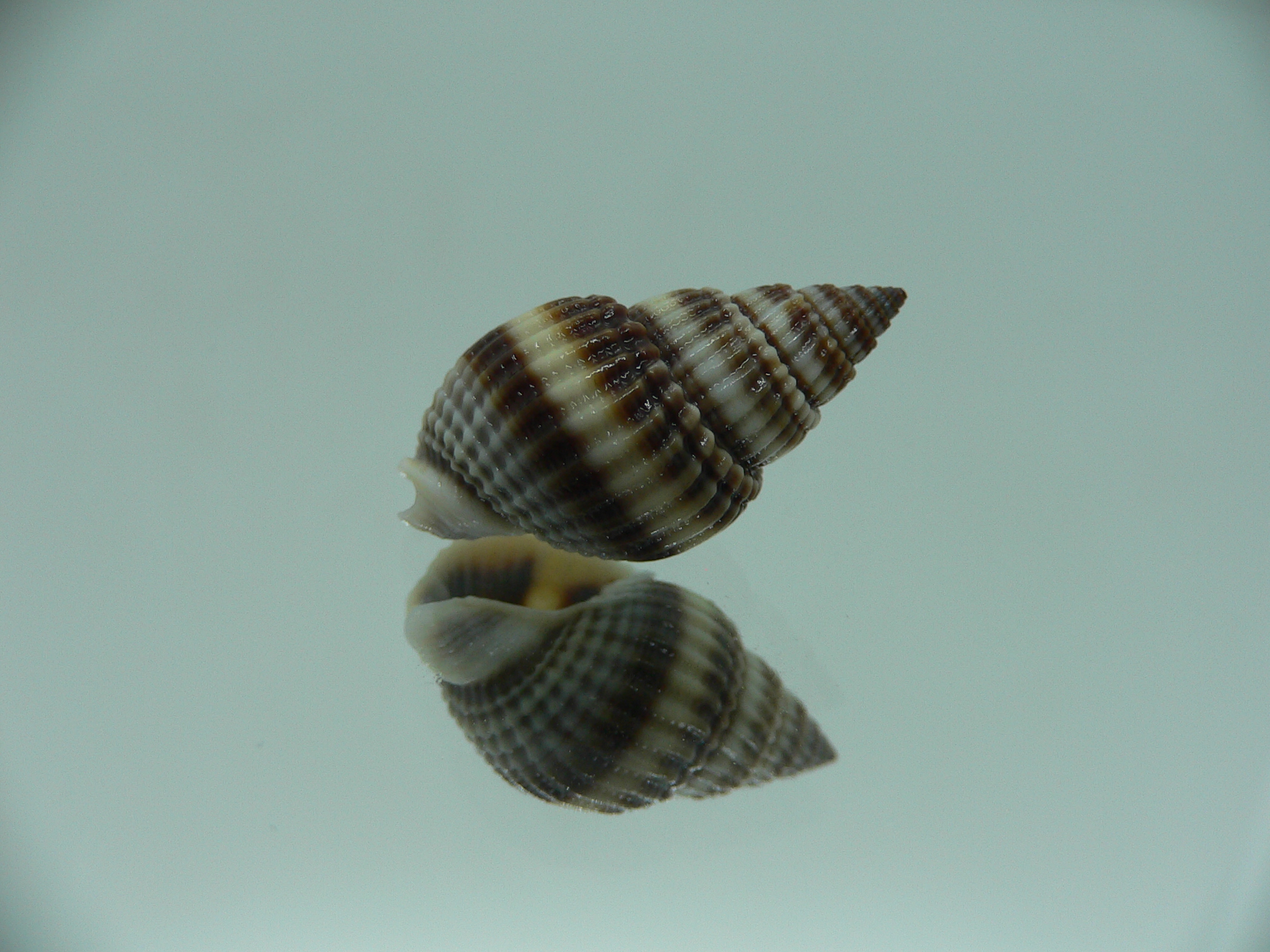 Nassarius livescens ELONGATE