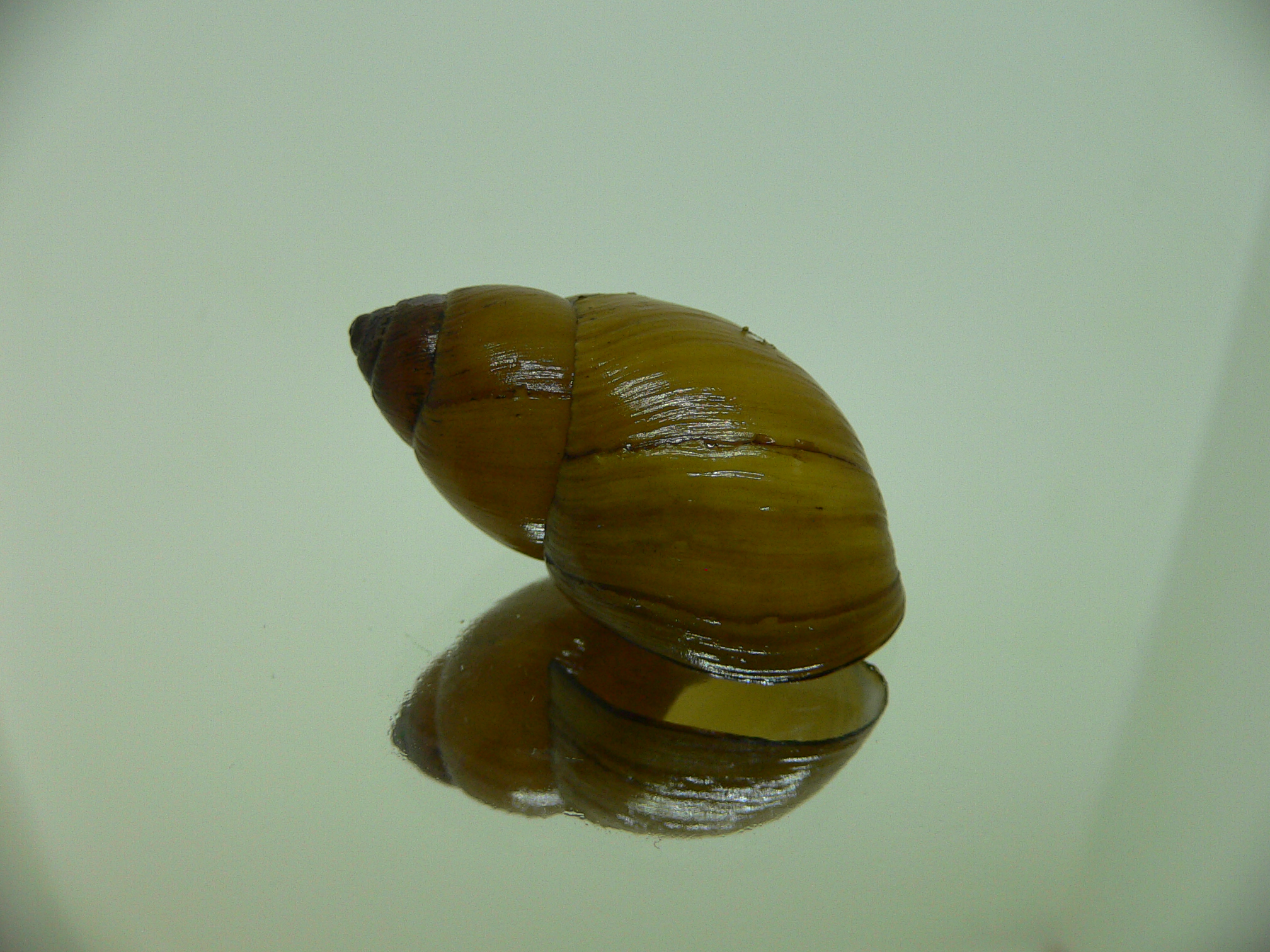 Bothriembryon glauerti VERY RARE & BIG