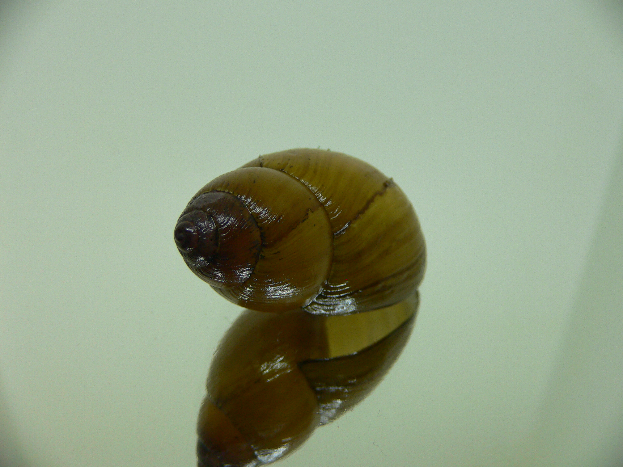 Bothriembryon glauerti VERY RARE & BIG