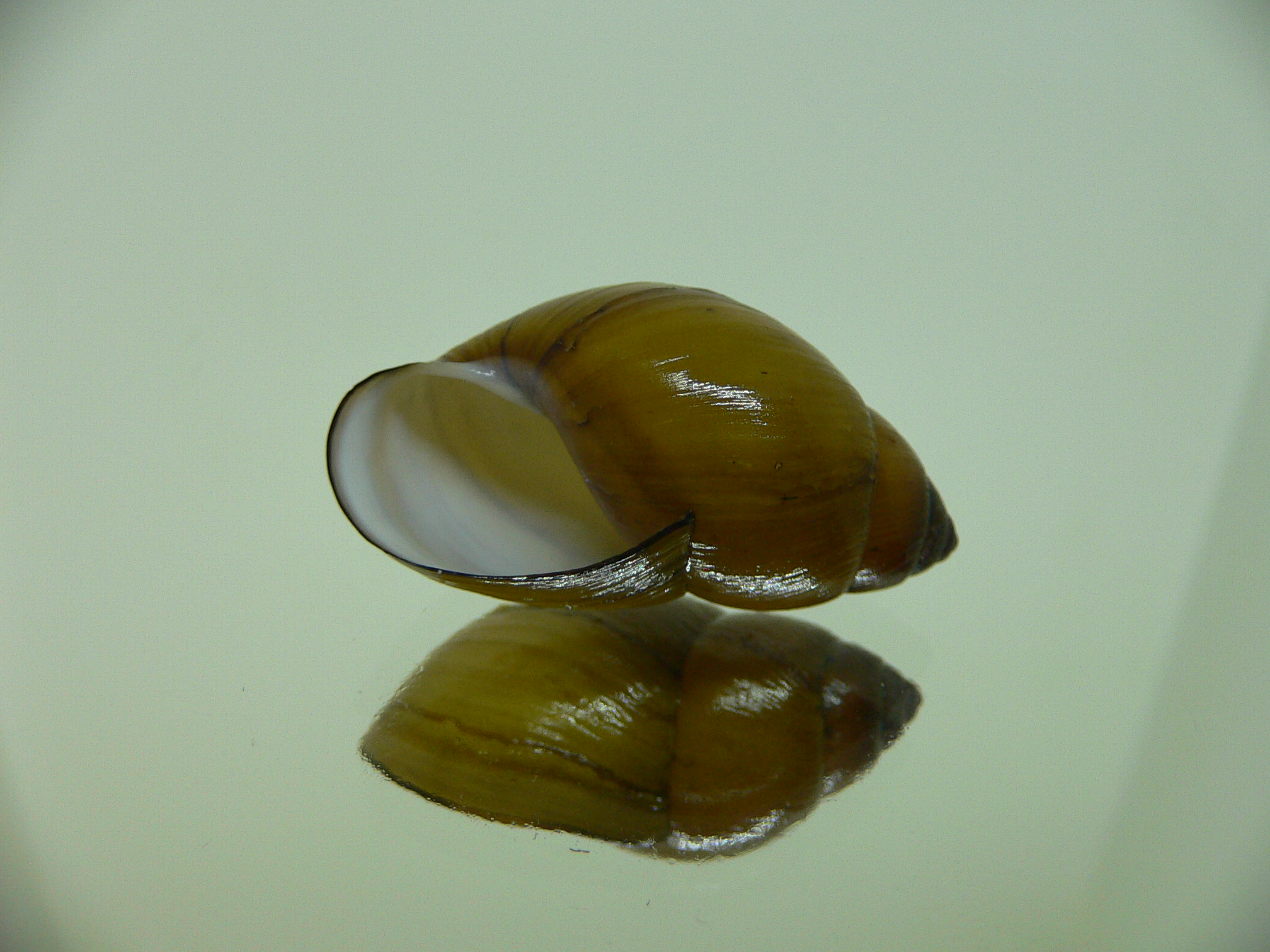 Bothriembryon glauerti VERY RARE & BIG