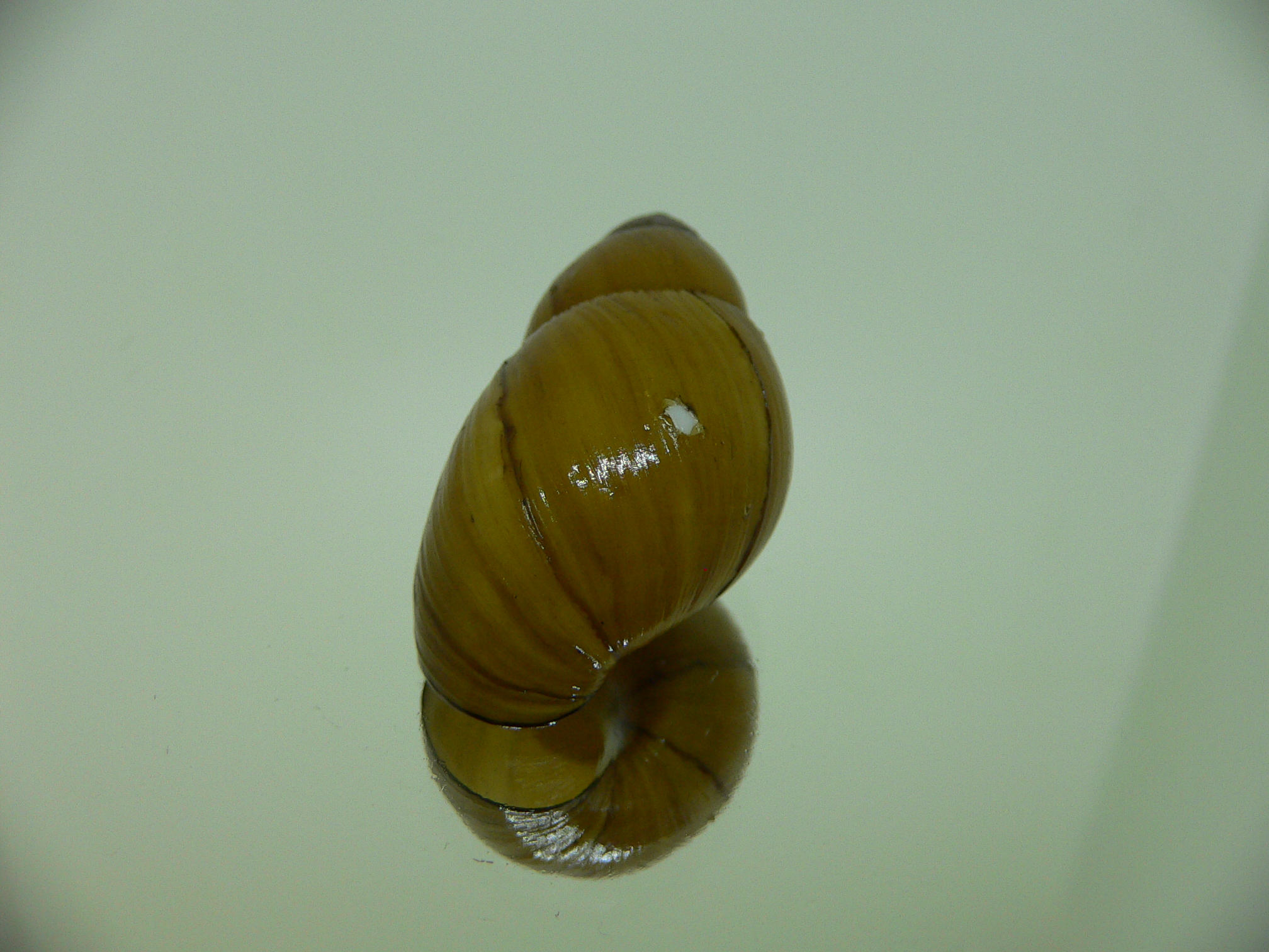 Bothriembryon glauerti VERY RARE & BIG