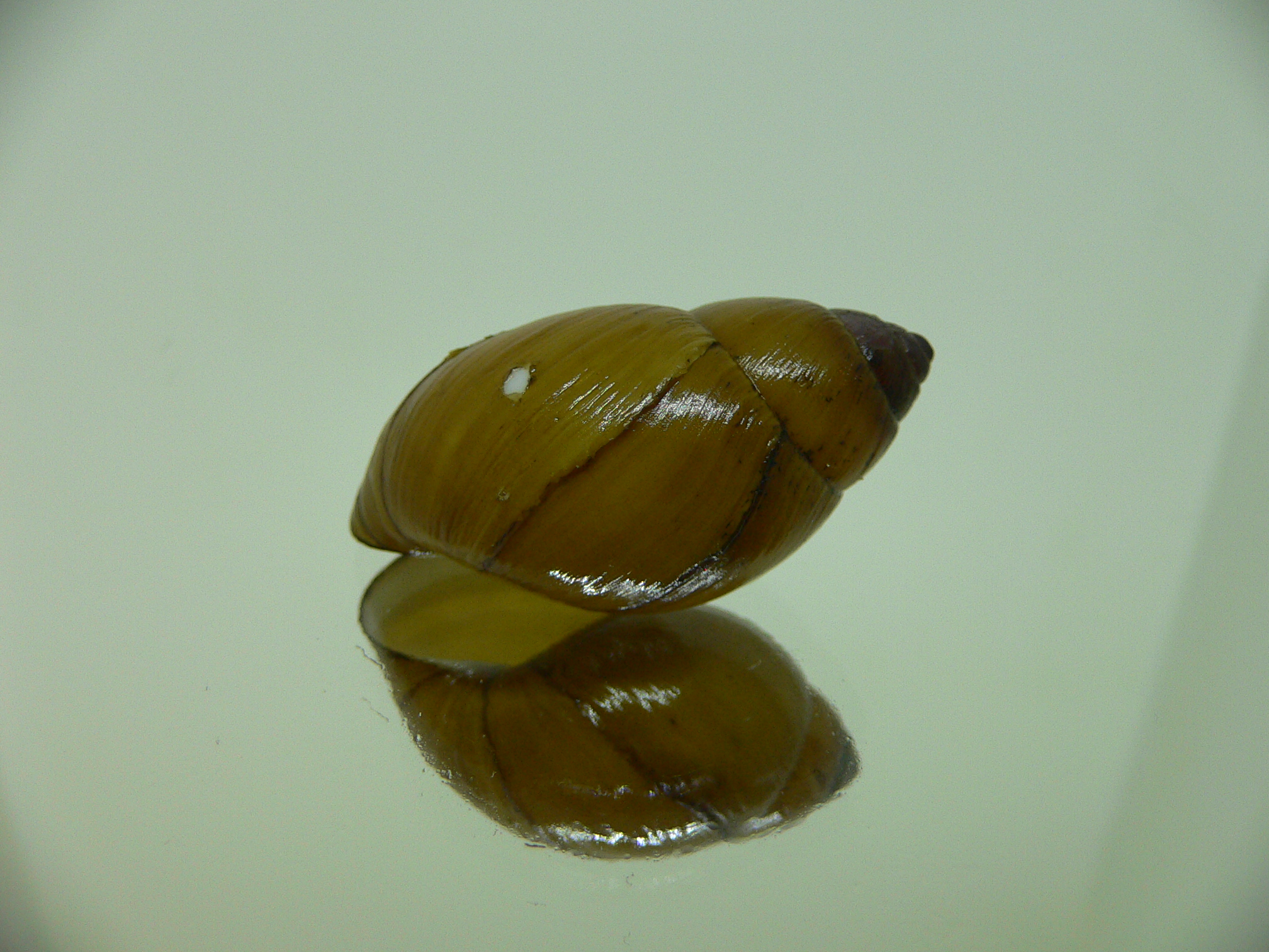 Bothriembryon glauerti VERY RARE & BIG