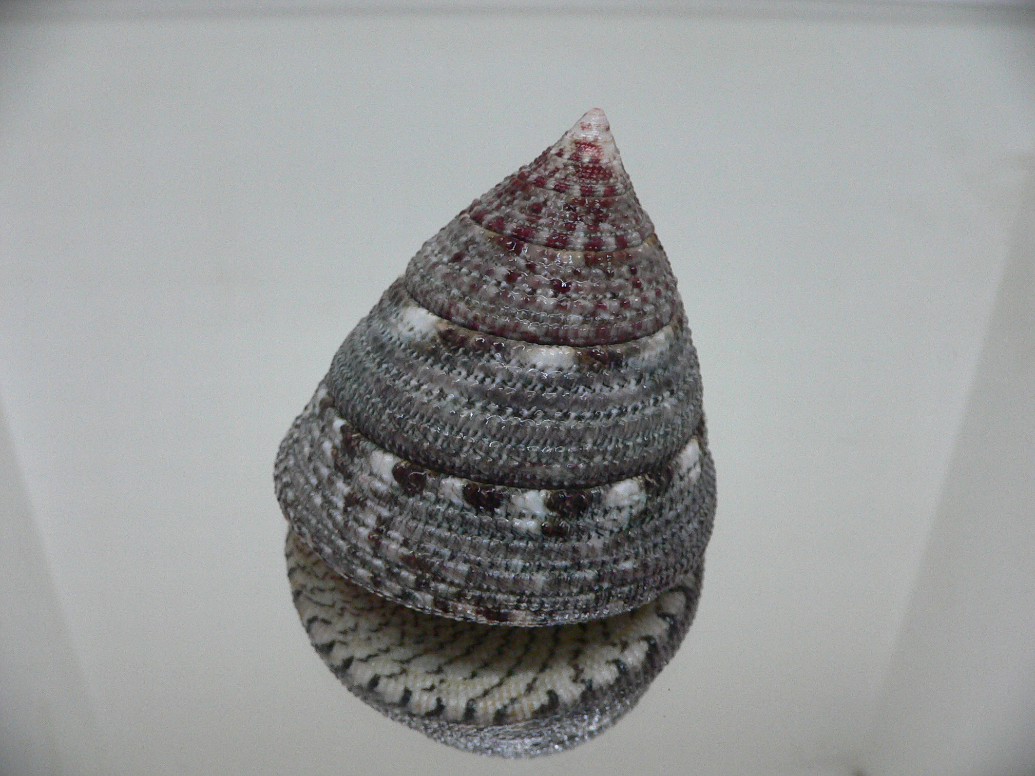 Trochus maculatus MOTLEY